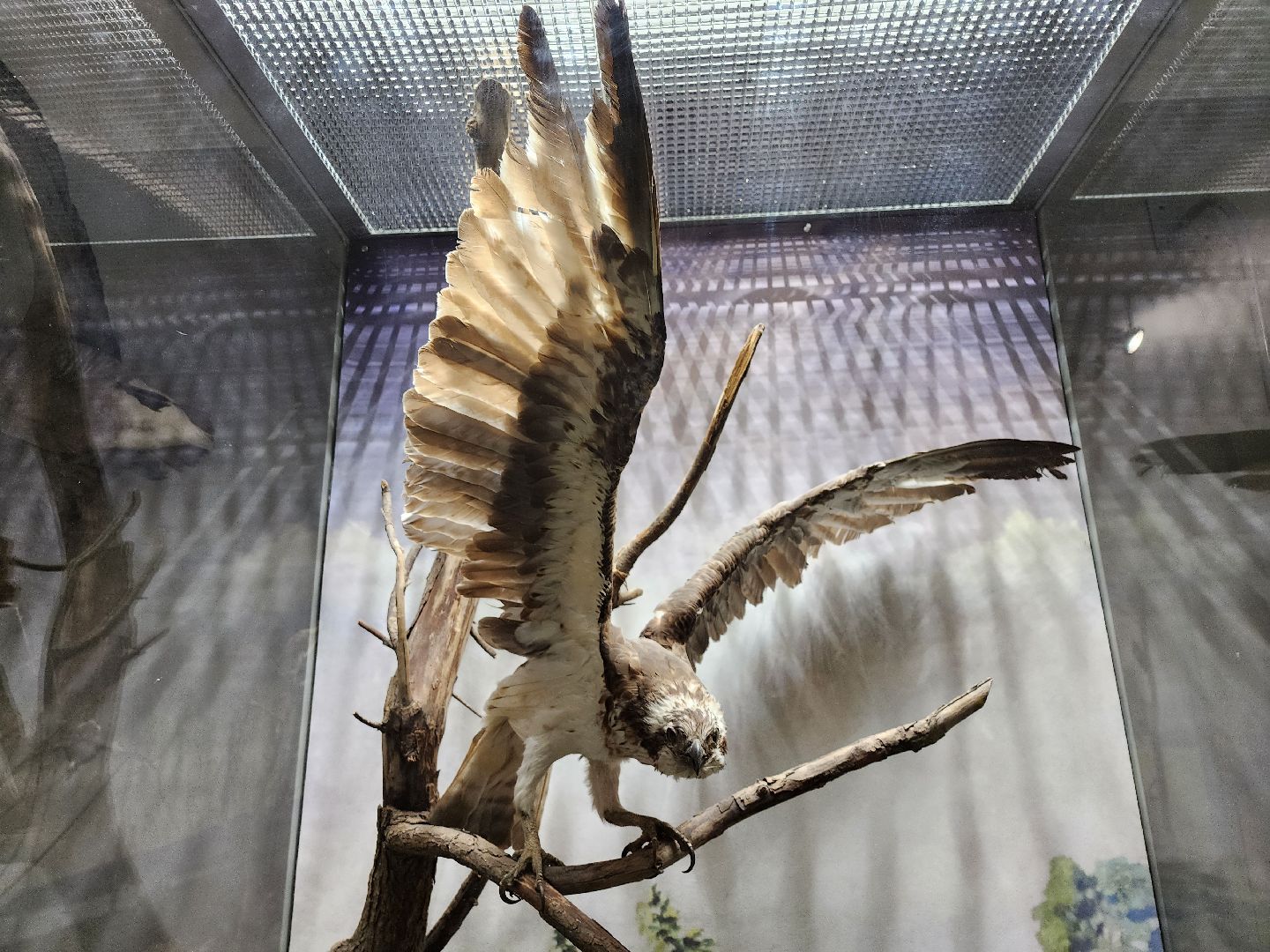 серпухов, подмосковье, приокско-террасный заповедник, музей животных,