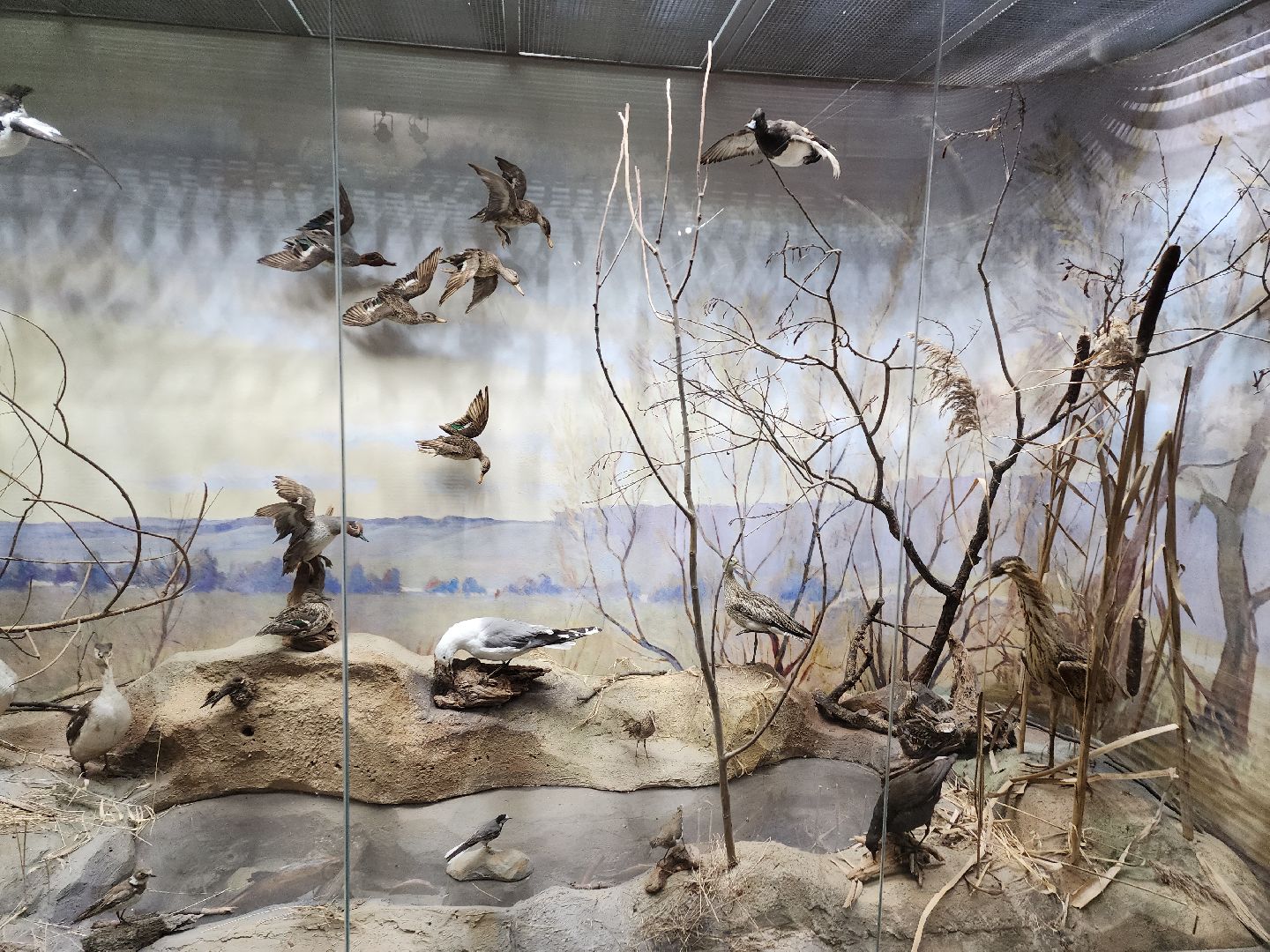 серпухов, подмосковье, приокско-террасный заповедник, музей животных,