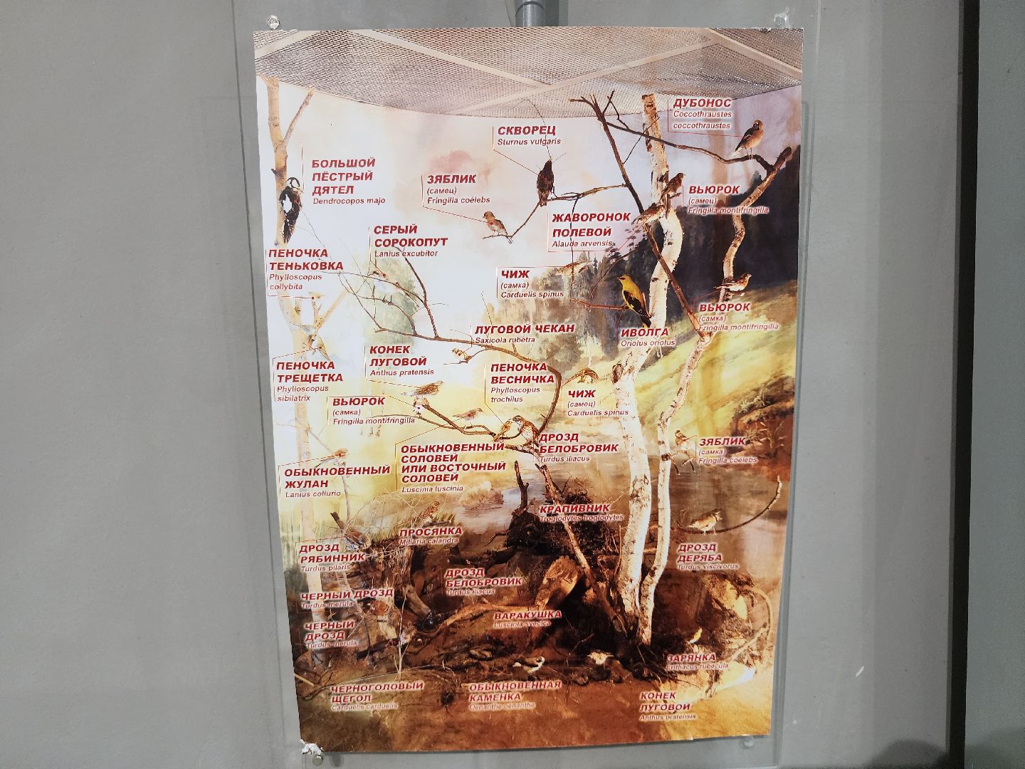 серпухов, подмосковье, приокско-террасный заповедник, музей животных,