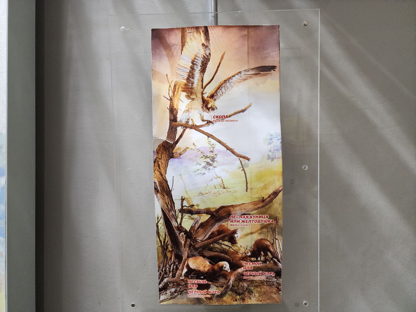 серпухов, подмосковье, приокско-террасный заповедник, музей животных,