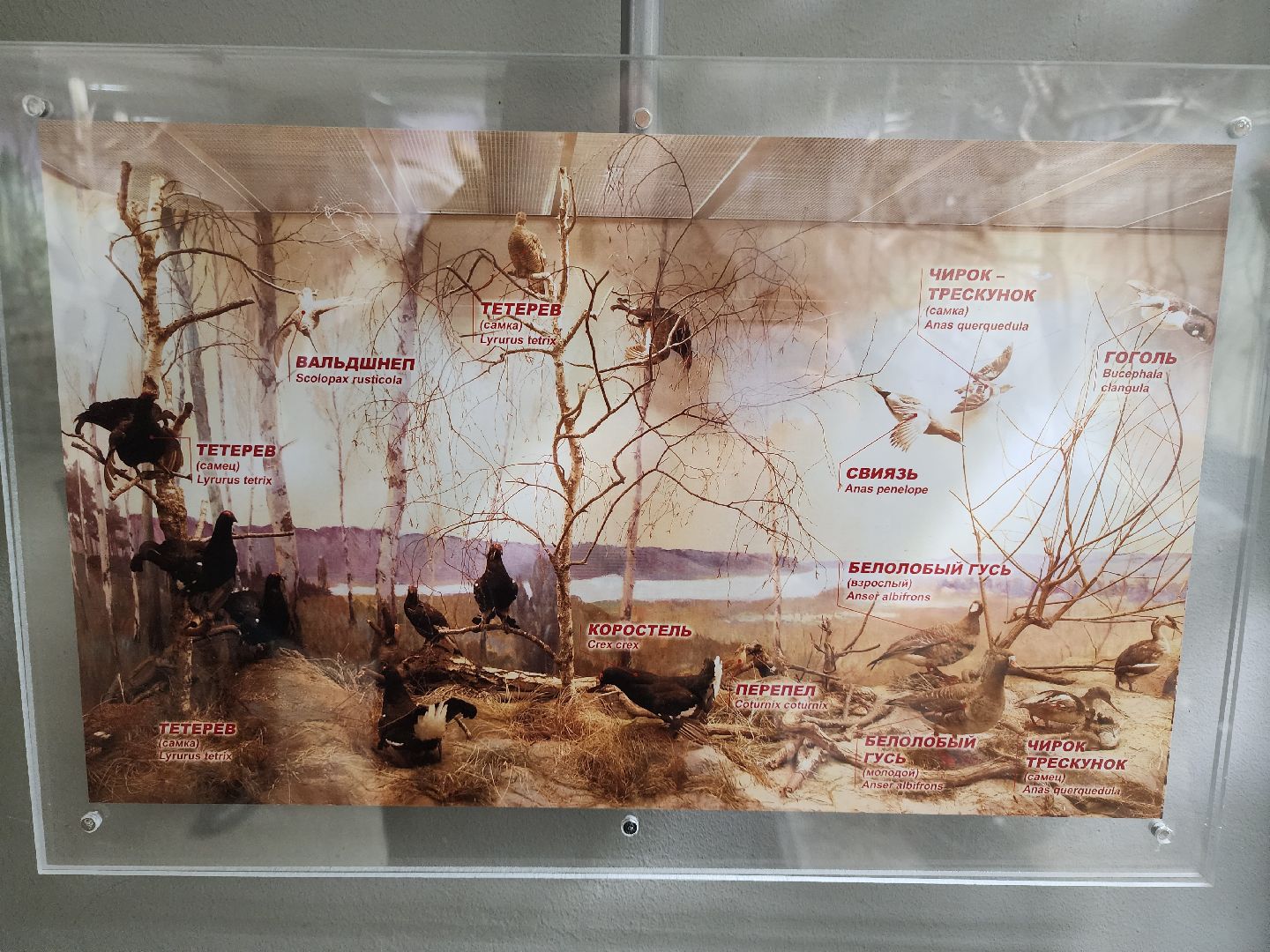 серпухов, подмосковье, приокско-террасный заповедник, музей животных,