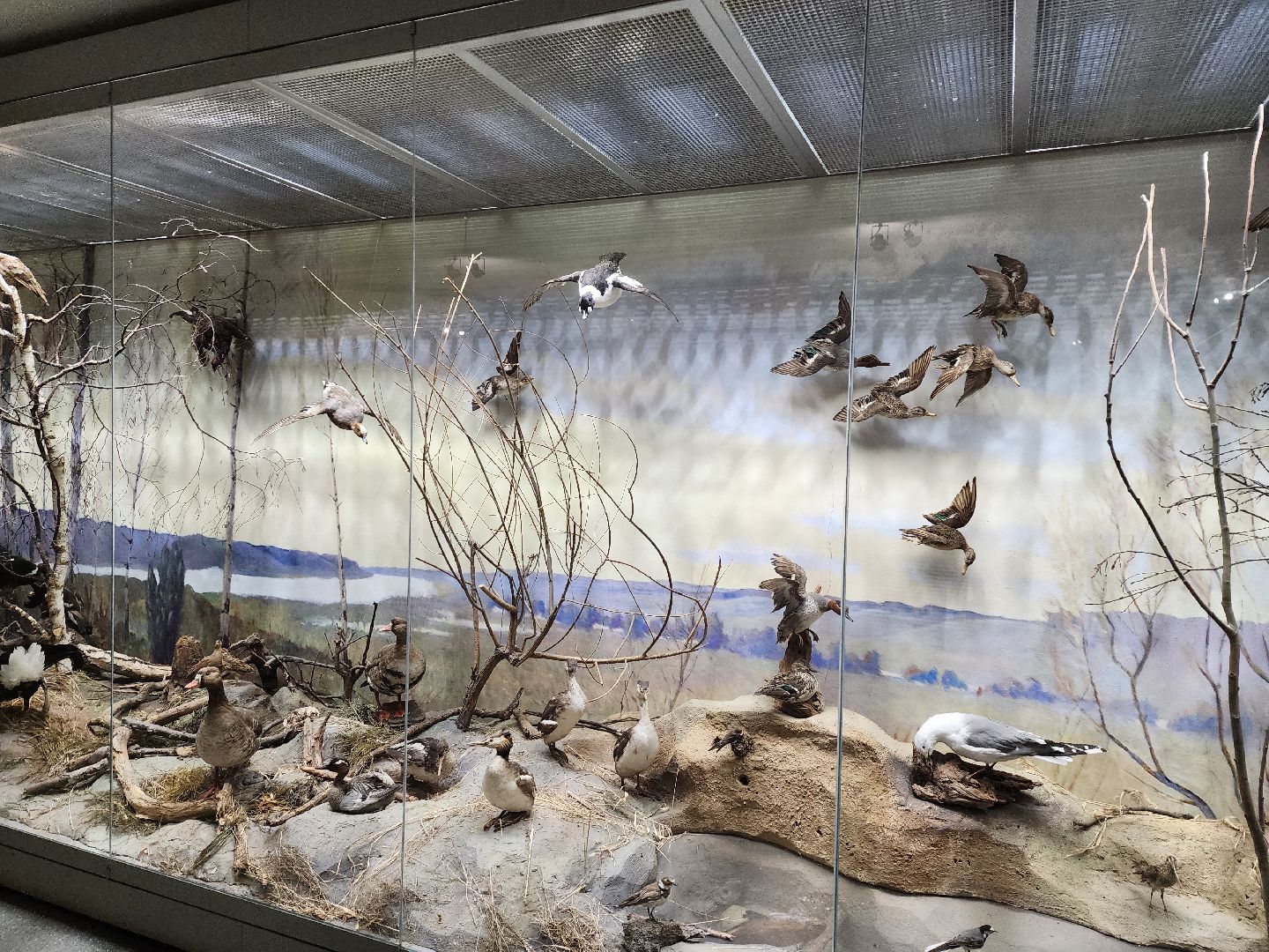 серпухов, подмосковье, приокско-террасный заповедник, музей животных,