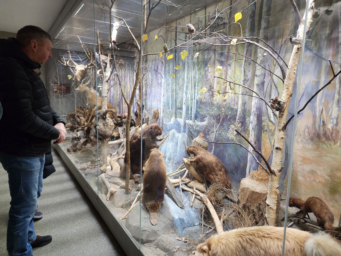 серпухов, подмосковье, приокско-террасный заповедник, музей животных,