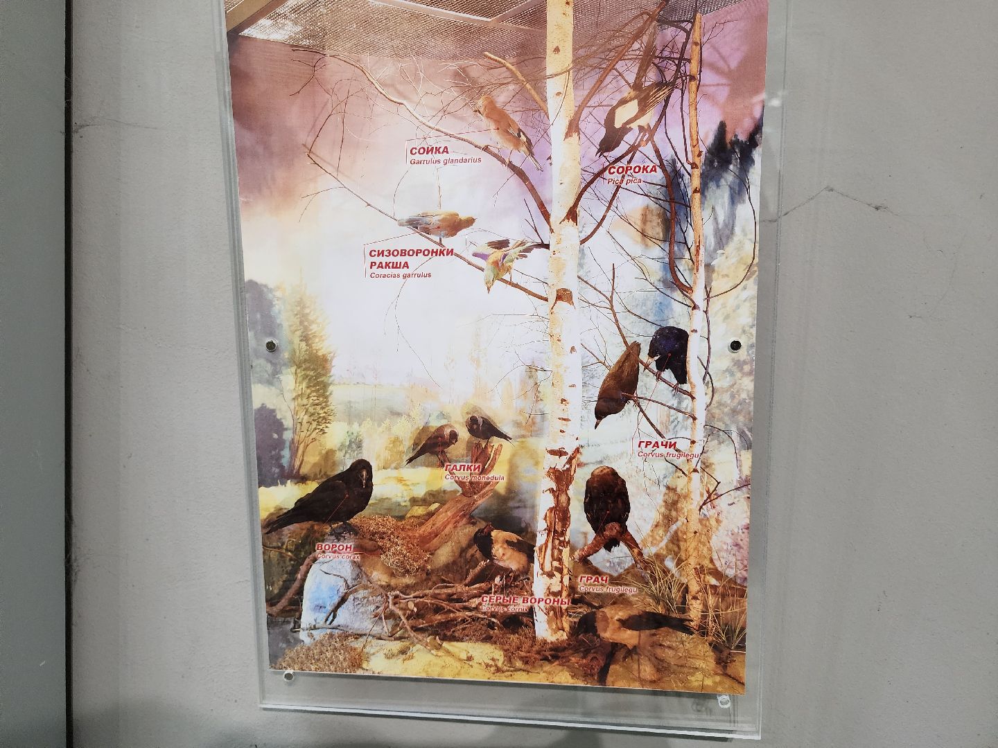 серпухов, подмосковье, приокско-террасный заповедник, музей животных,