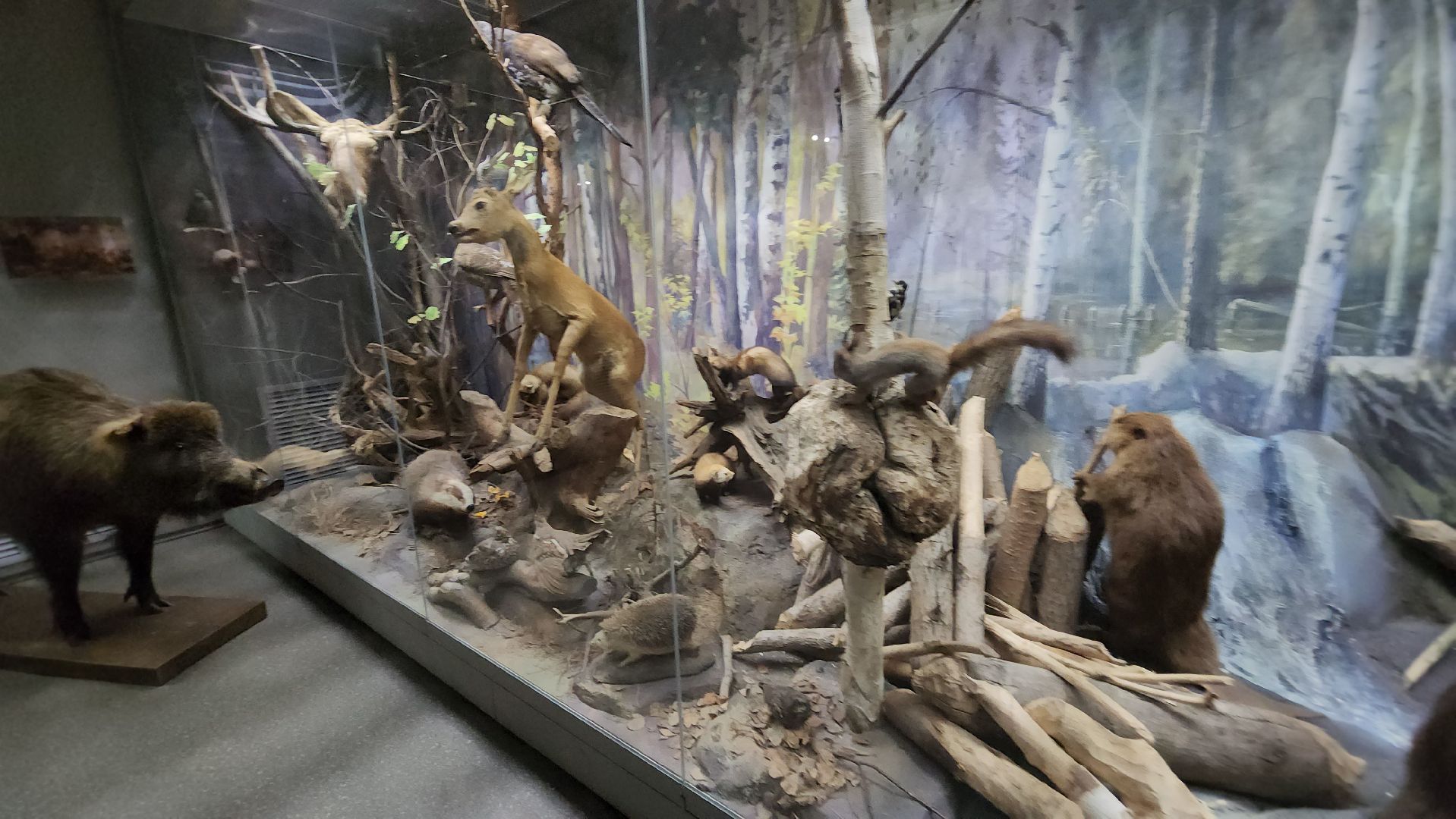 серпухов, подмосковье, приокско-террасный заповедник, музей животных,