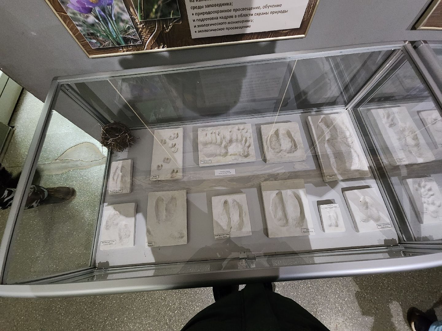 серпухов, подмосковье, приокско-террасный заповедник, музей животных,