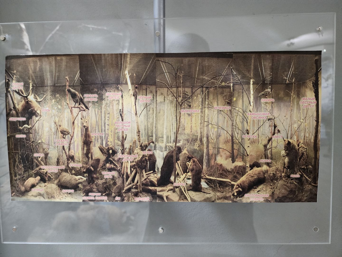 серпухов, подмосковье, приокско-террасный заповедник, музей животных,