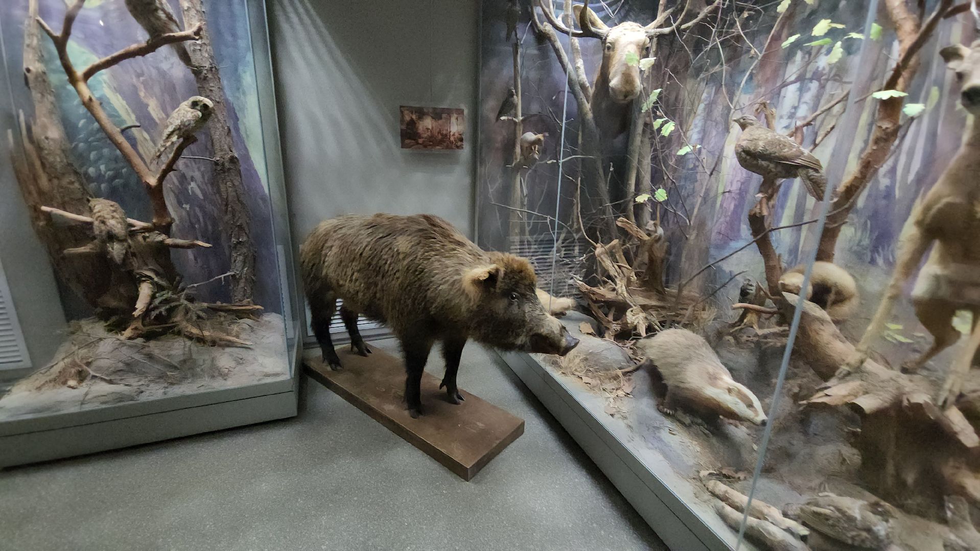 серпухов, подмосковье, приокско-террасный заповедник, музей животных,