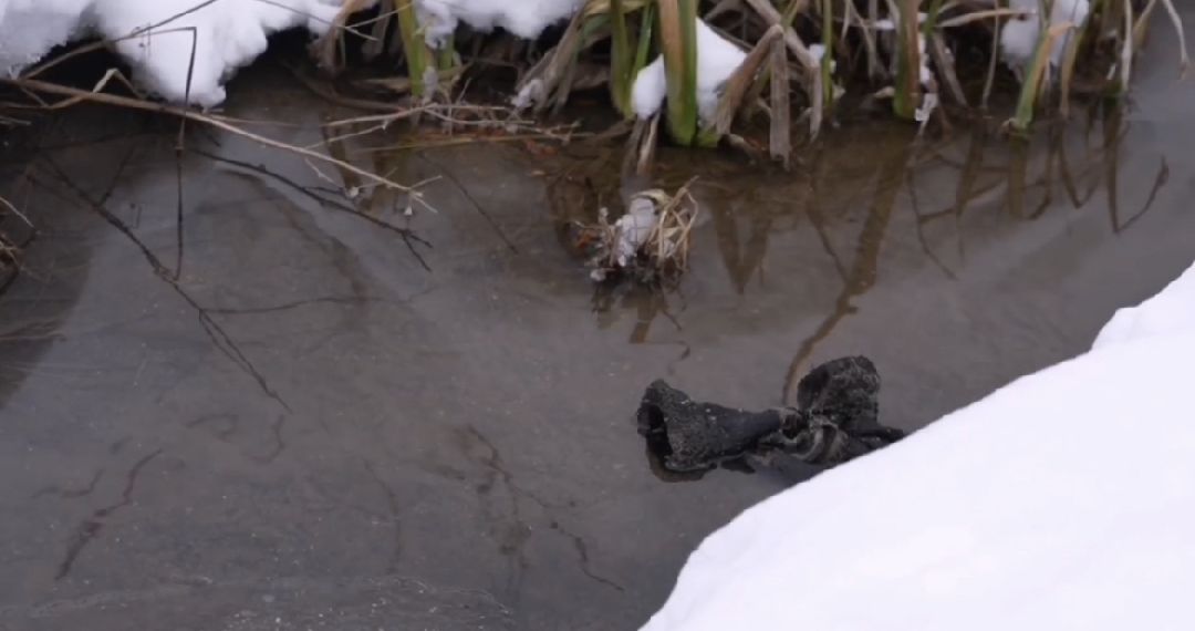 Сергиев Посад, Сергиево-Посадский городской округ, Экология, Субботники, Экоактивисты, МГЕР, Молодая Гвардия