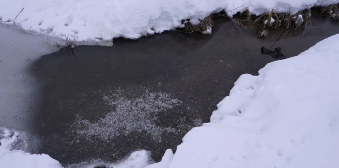 Сергиев Посад, Сергиево-Посадский городской округ, Экология, Субботники, Экоактивисты, МГЕР, Молодая Гвардия