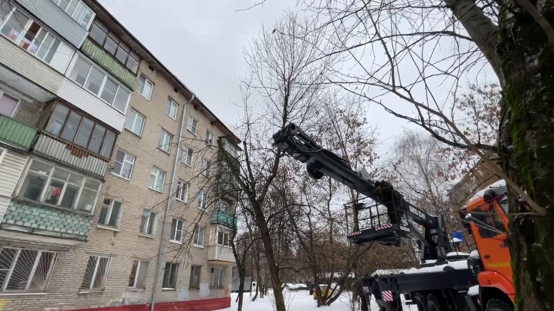 Реутов, кошка, дерево, спасение, операция,люлька,