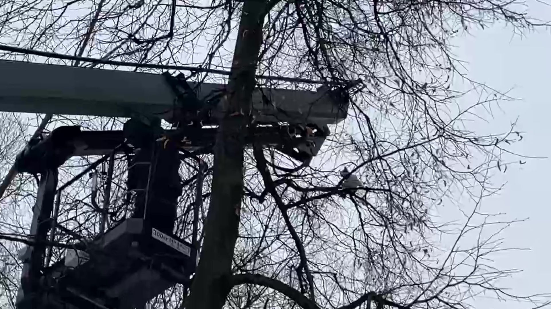 Реутов, кошка, дерево, спасение, операция,люлька,