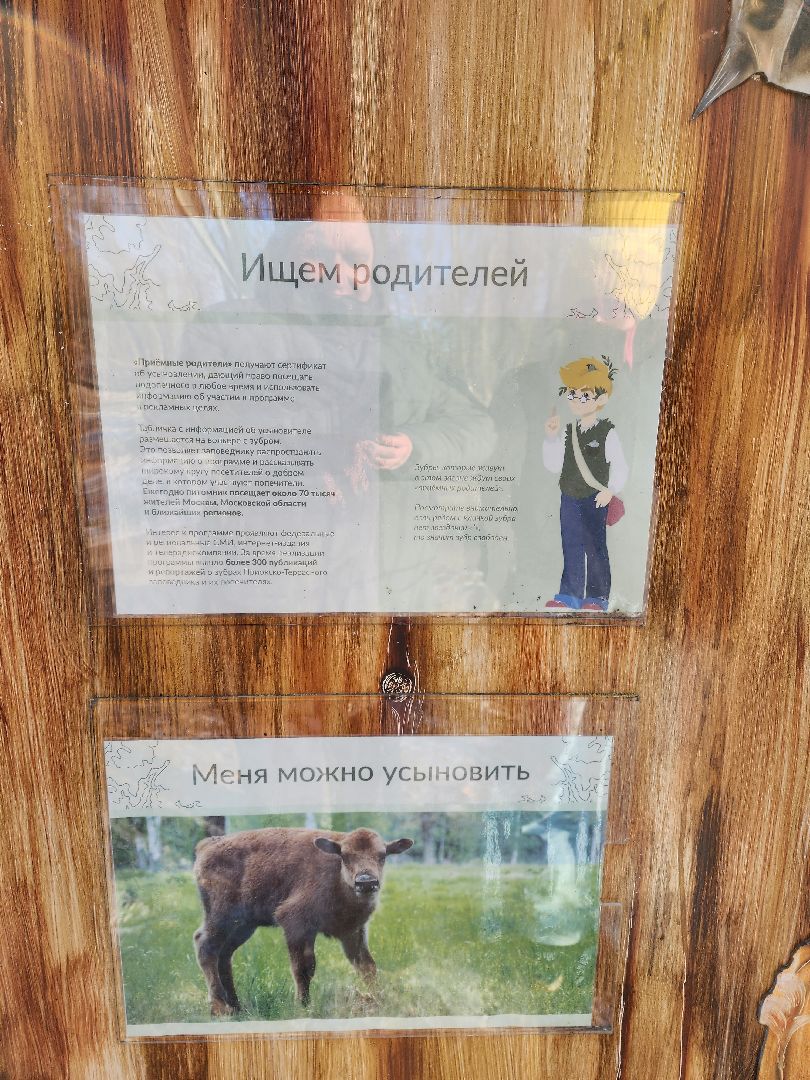 серпухов, подмосковье, Приокско-террасный заповедник, зубры, бизоны,