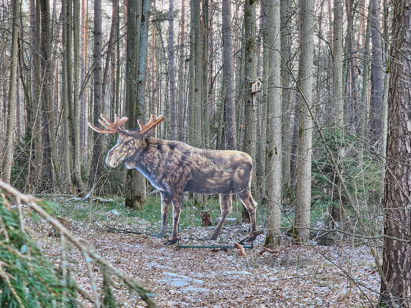 серпухов, подмосковье, Приокско-террасный заповедник, зубры, бизоны,