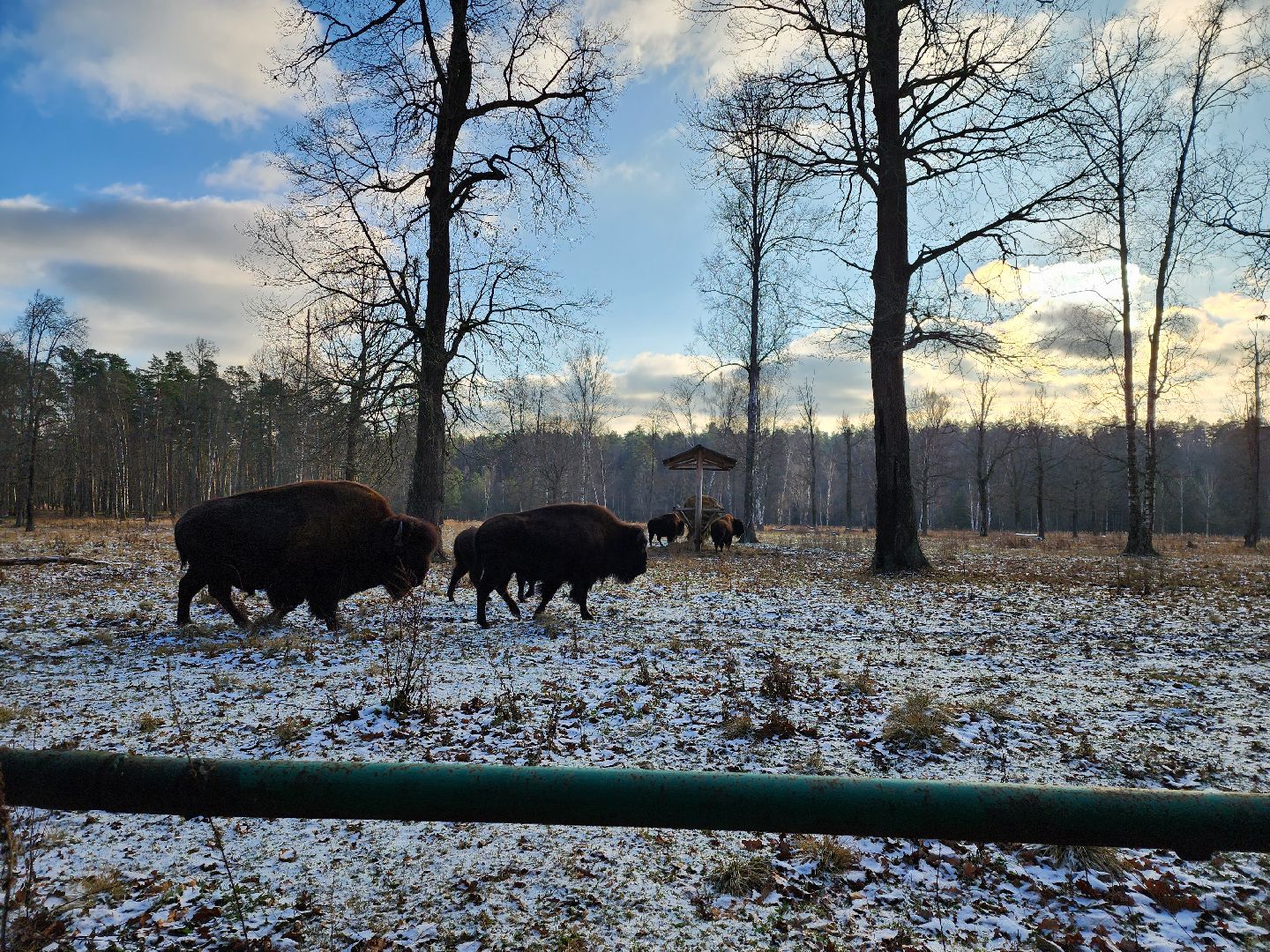 серпухов, подмосковье, Приокско-террасный заповедник, зубры, бизоны,