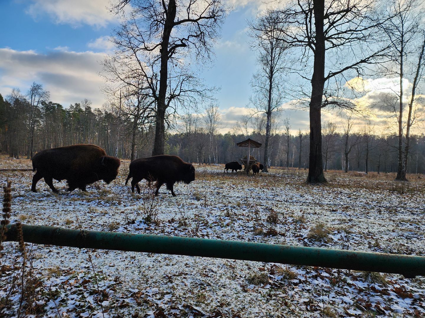серпухов, подмосковье, Приокско-террасный заповедник, зубры, бизоны,