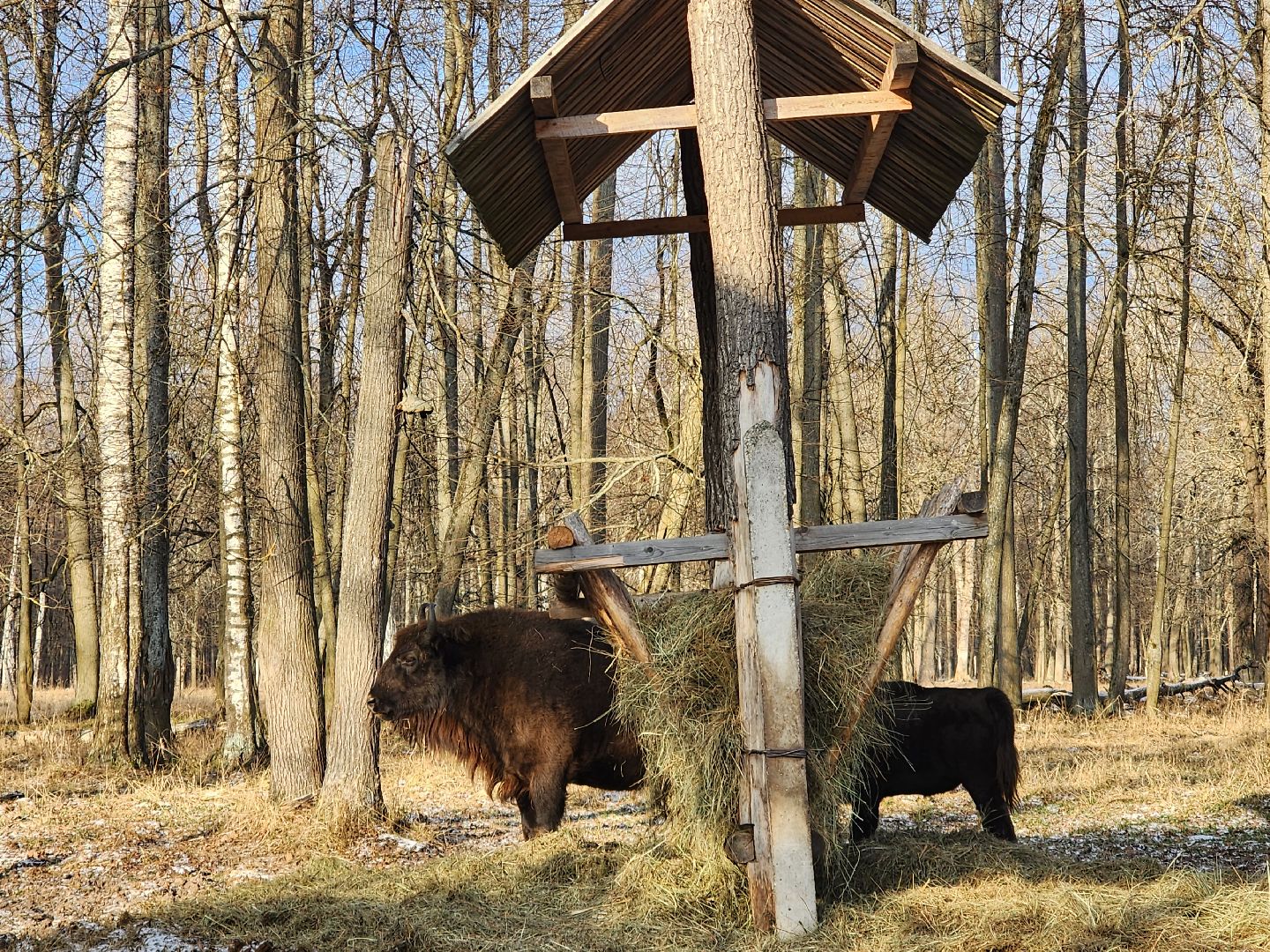 серпухов, подмосковье, Приокско-террасный заповедник, зубры, бизоны,