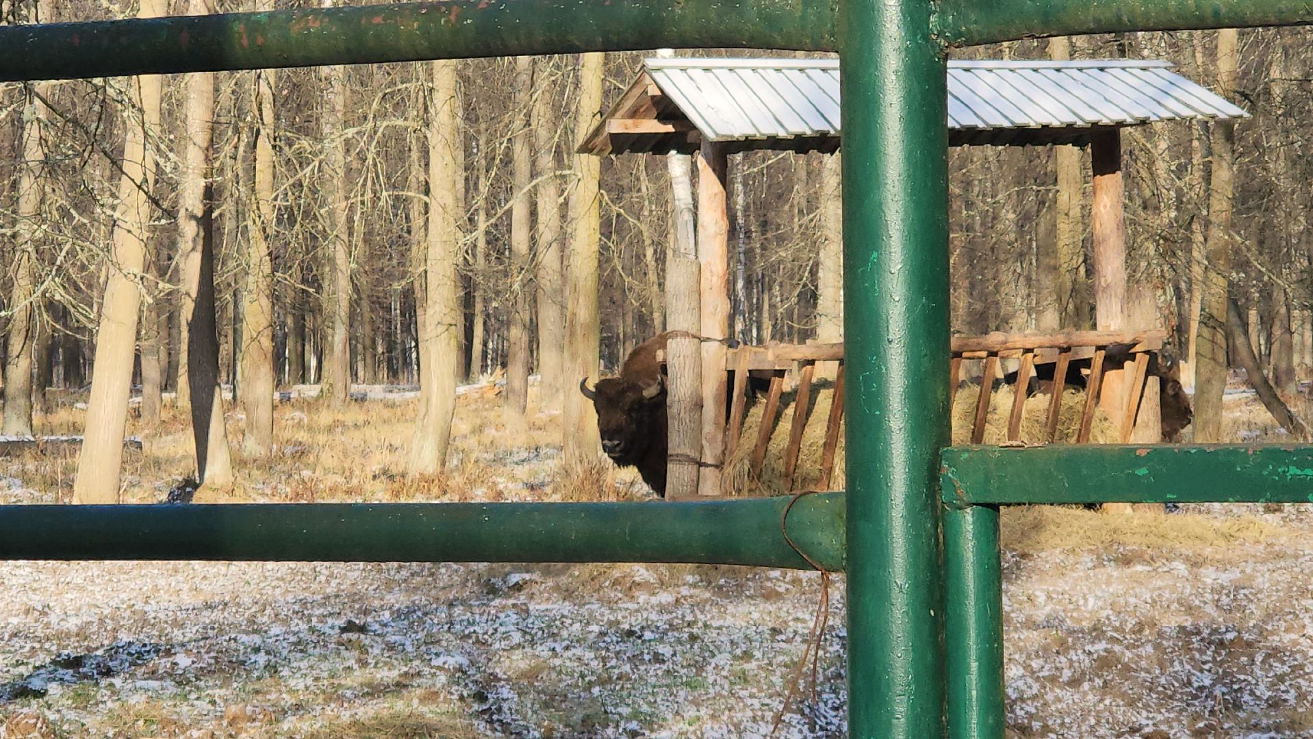 серпухов, подмосковье, Приокско-террасный заповедник, зубры, бизоны,