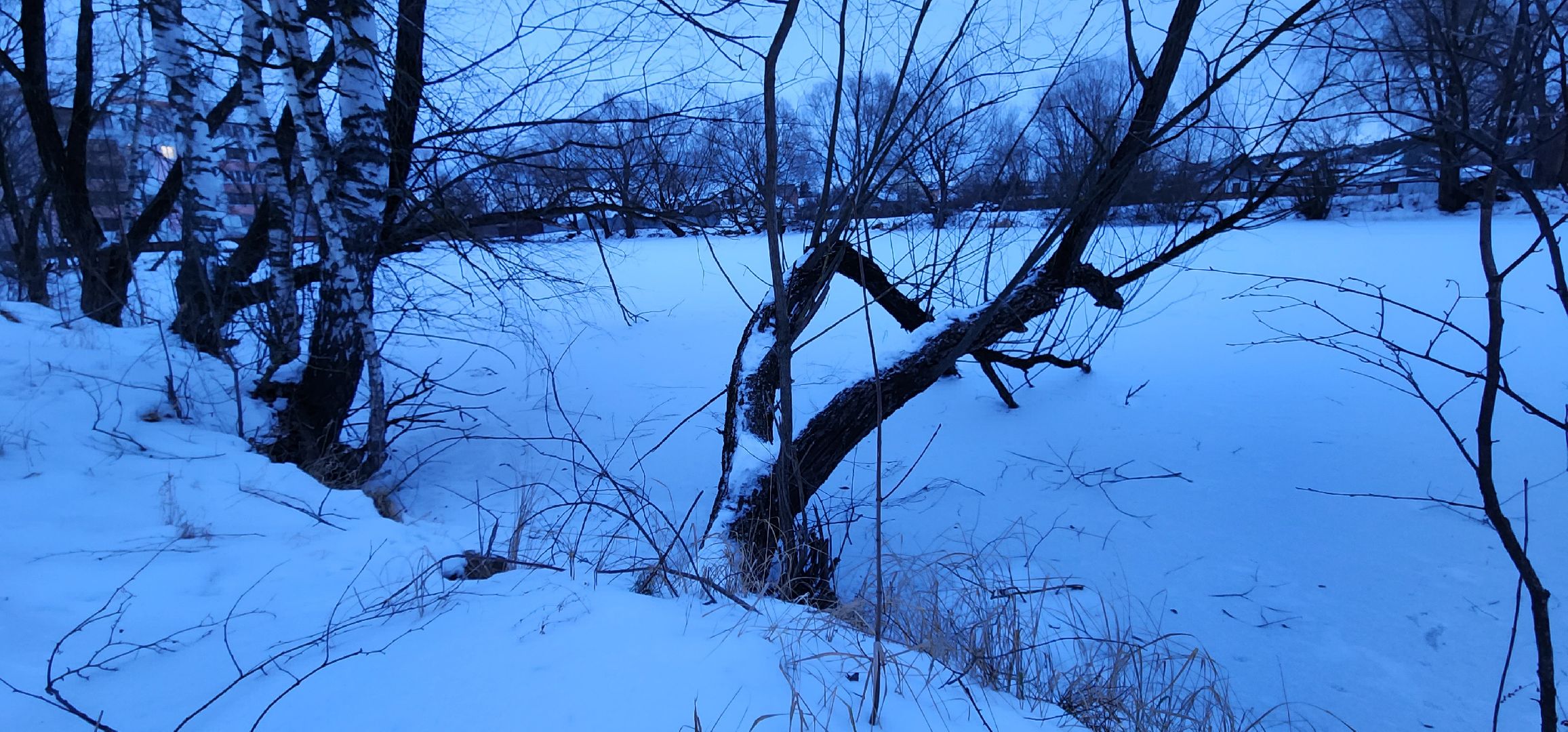 Коломна, Подмосковье, зимовка животных, красная книга,