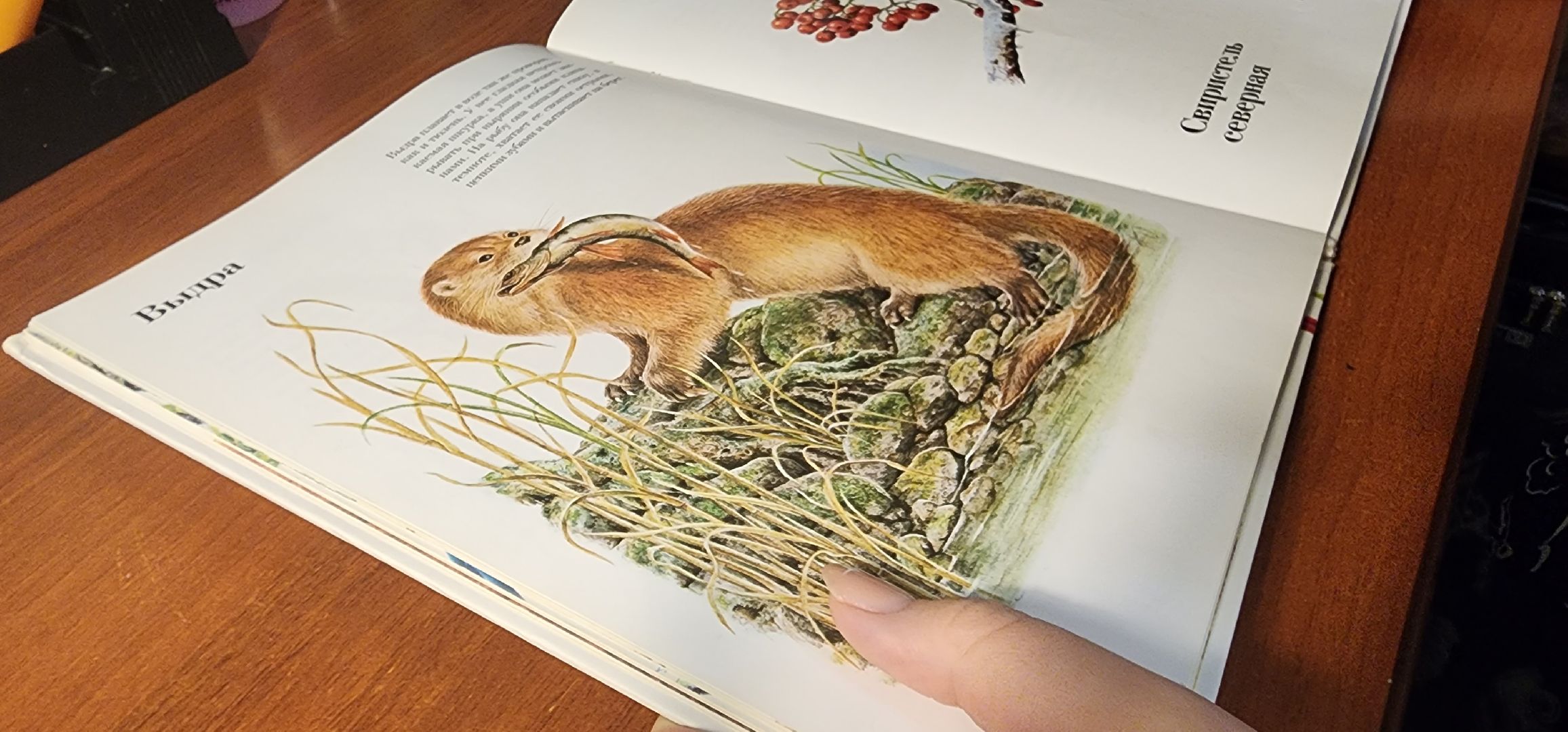 Коломна, Подмосковье, зимовка животных, красная книга,