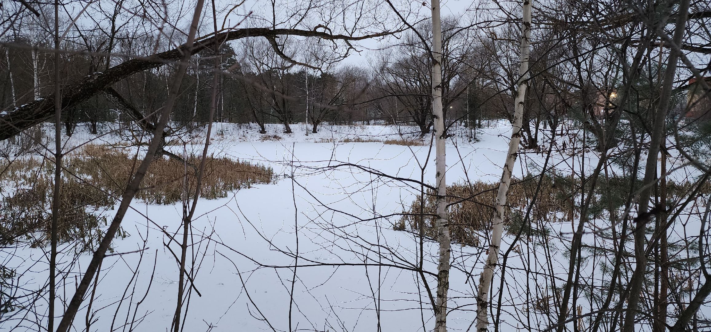 Коломна, Подмосковье, зимовка животных, красная книга,