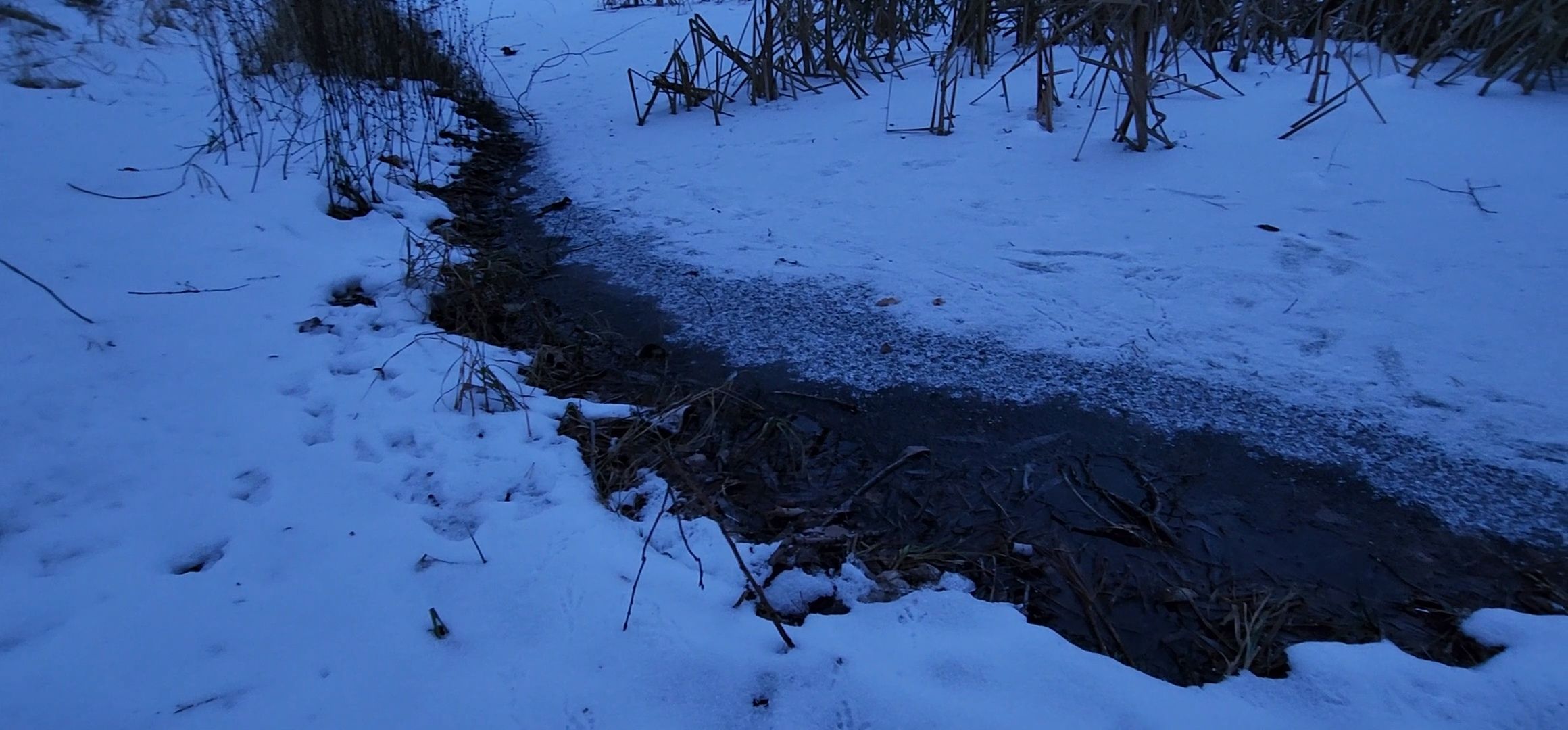 Коломна, Подмосковье, зимовка животных, красная книга,