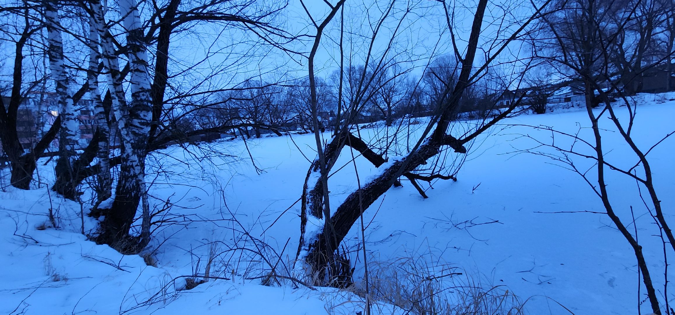 Коломна, Подмосковье, зимовка животных, красная книга,