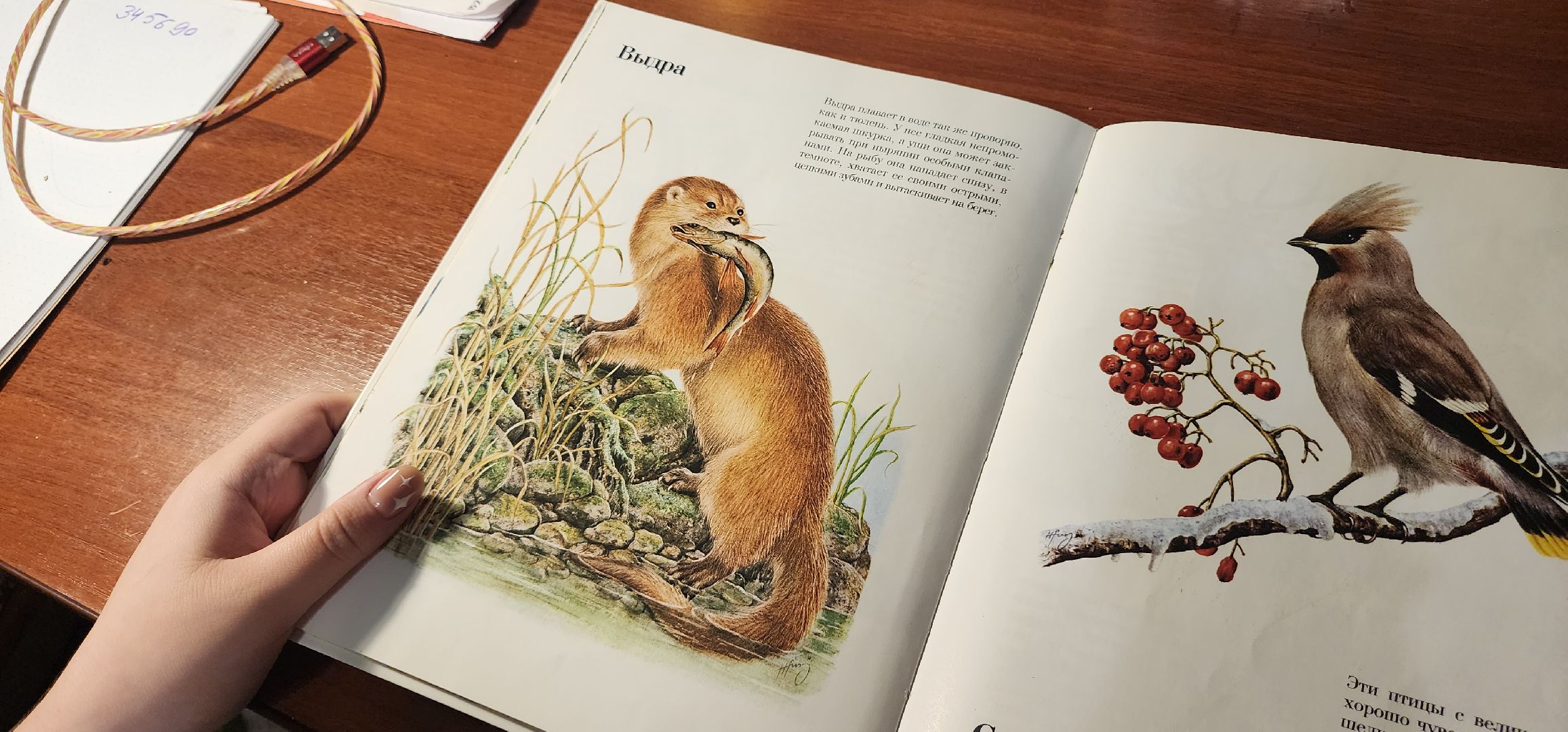 Коломна, Подмосковье, зимовка животных, красная книга,