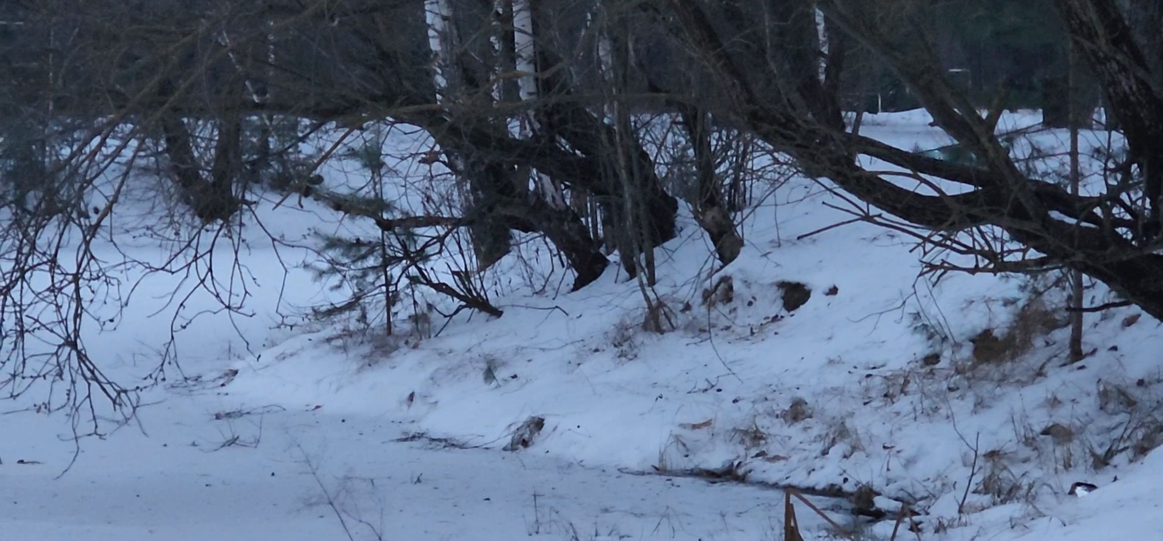 Коломна, Подмосковье, зимовка животных, красная книга,