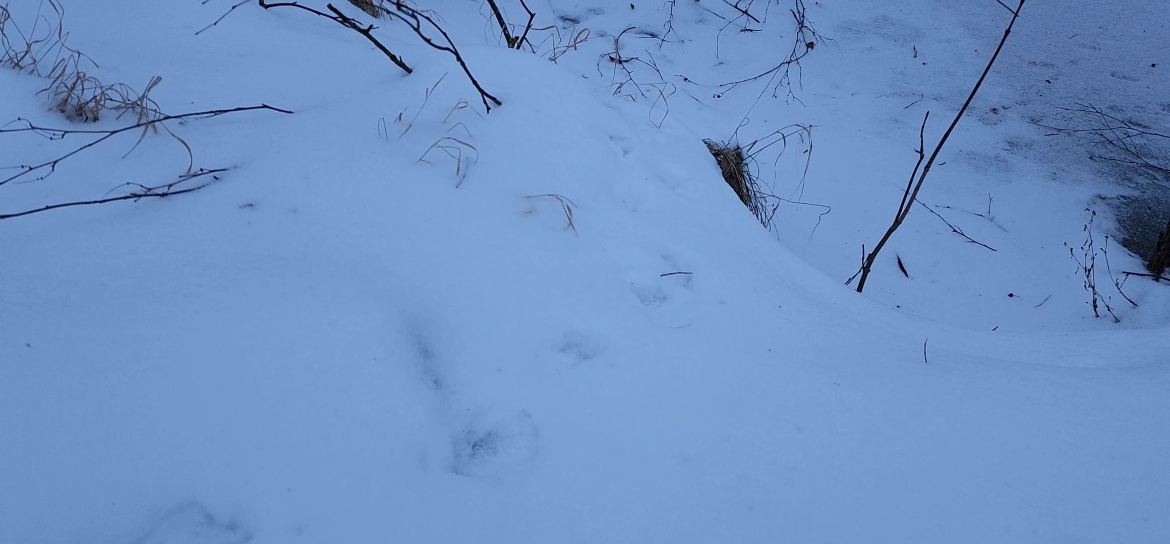 Коломна, Подмосковье, зимовка животных, красная книга,