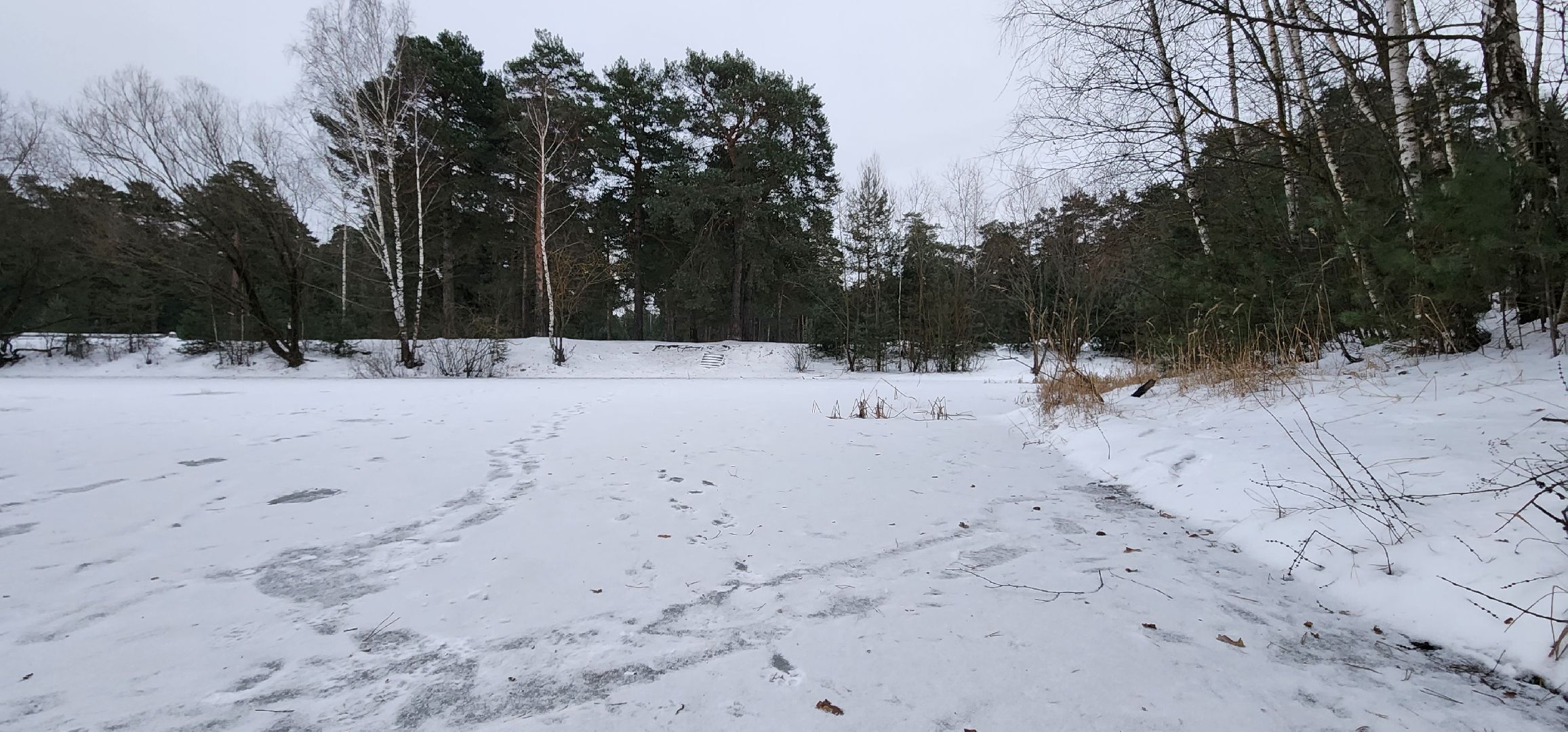 Коломна, Подмосковье, зимовка животных, красная книга,