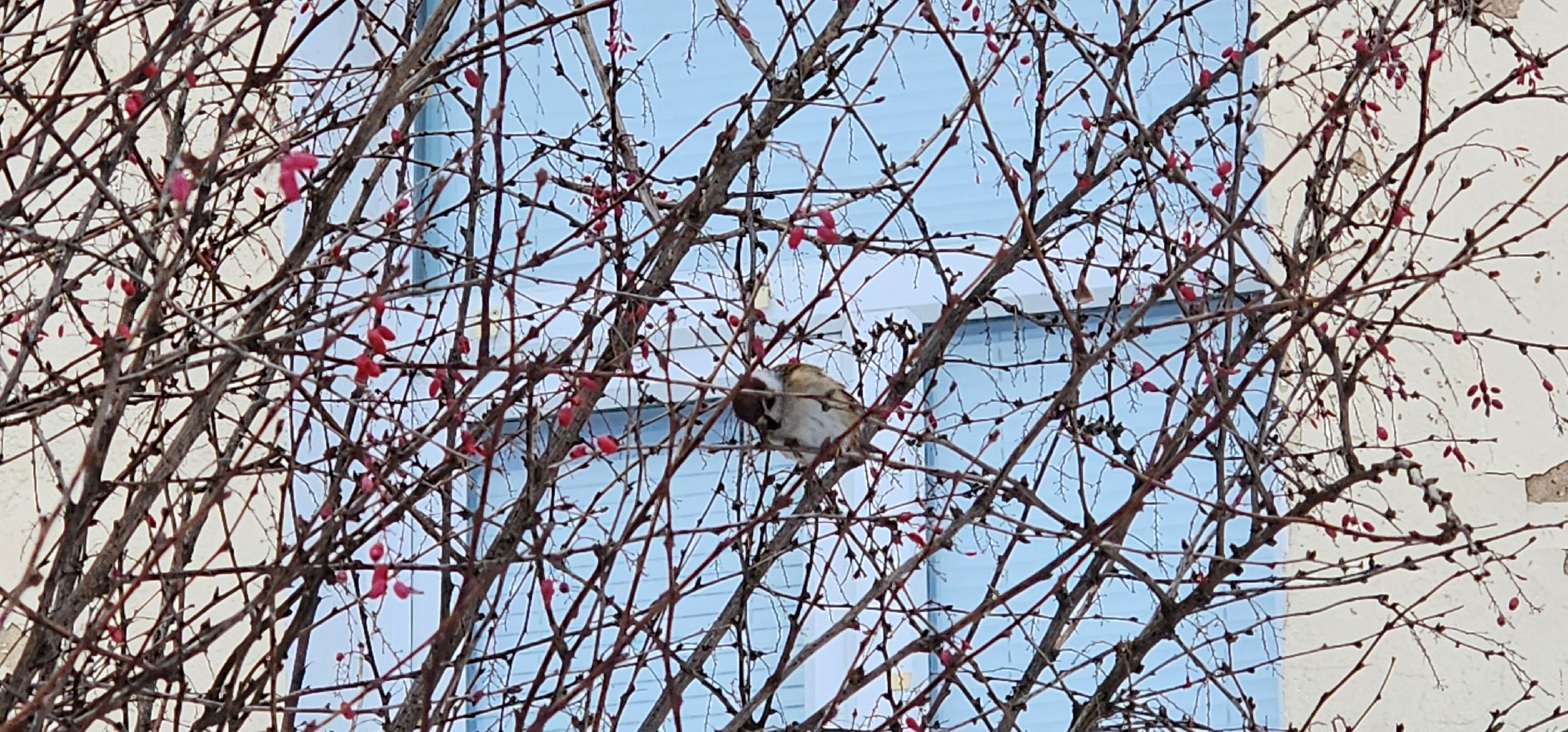 Коломна, птицы Подмосковья, кормление птиц,