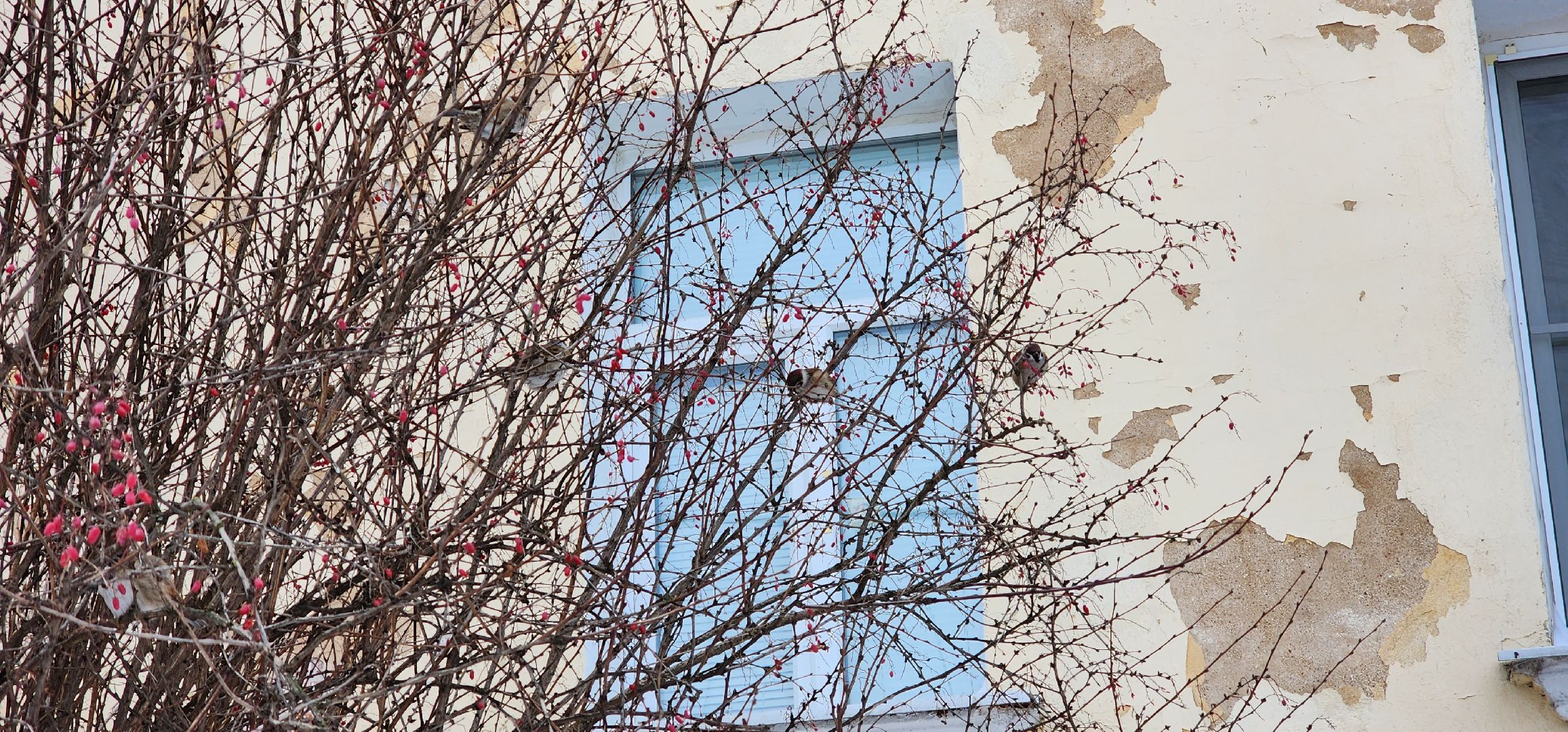 Коломна, птицы Подмосковья, кормление птиц,