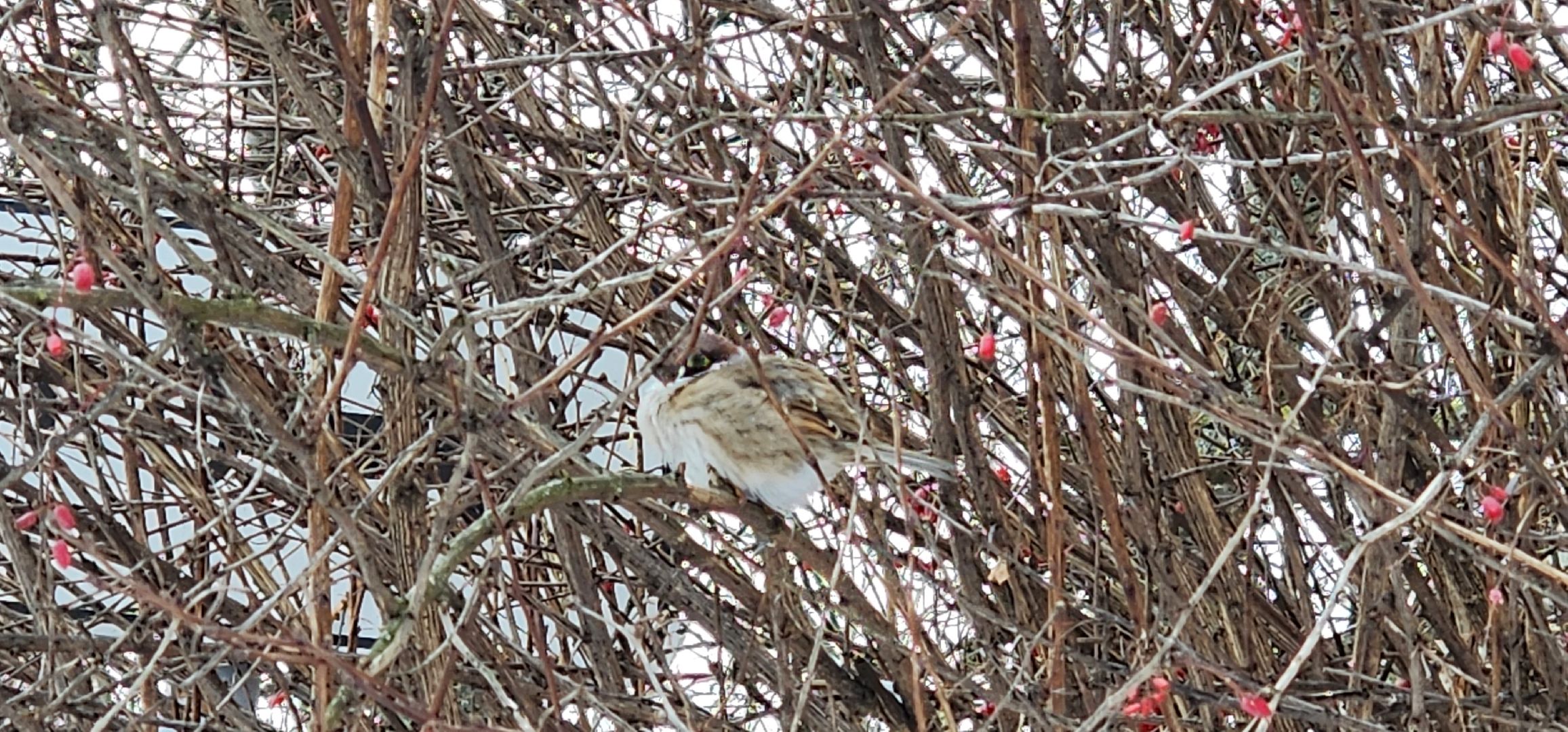 Коломна, птицы Подмосковья, кормление птиц,