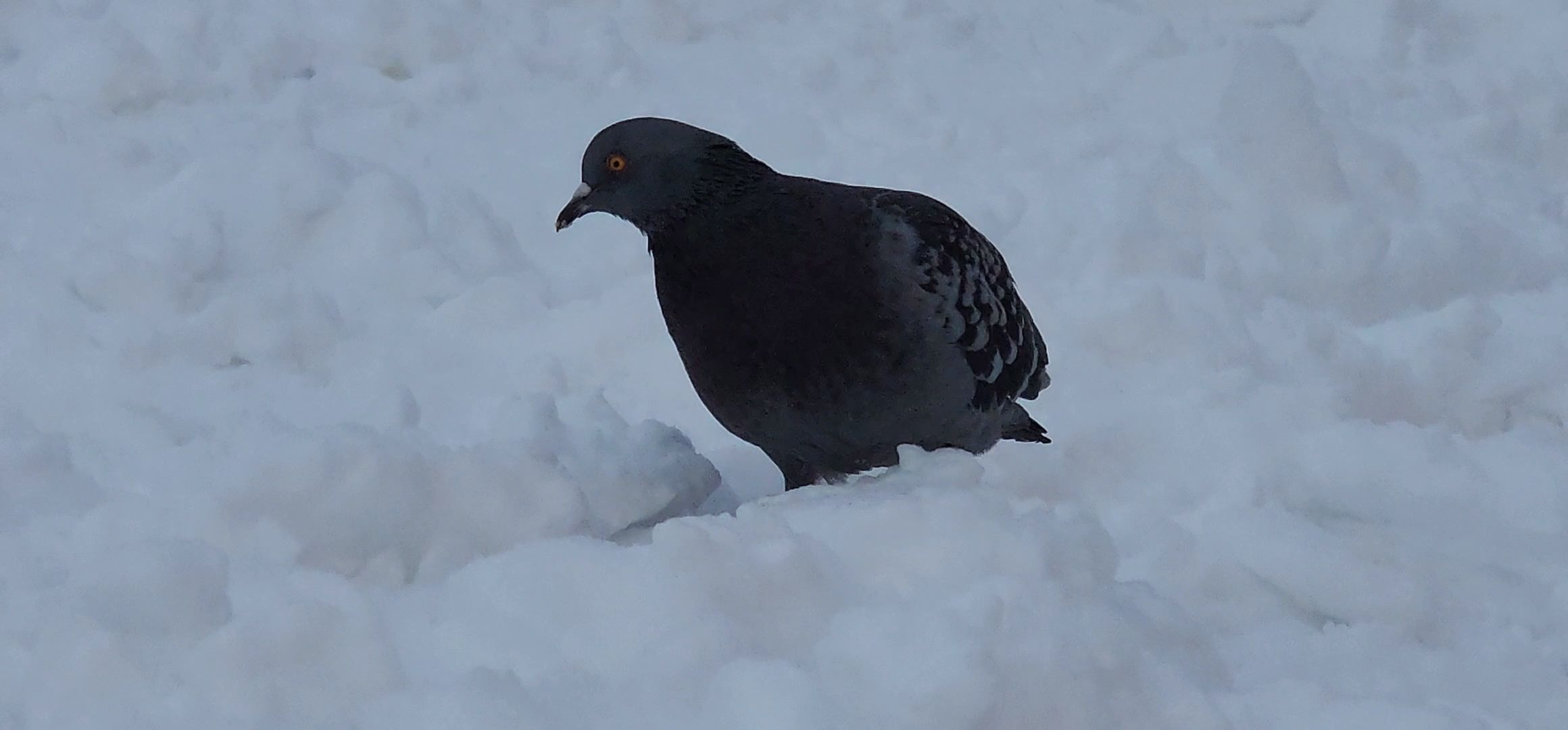 Коломна, птицы Подмосковья, кормление птиц,