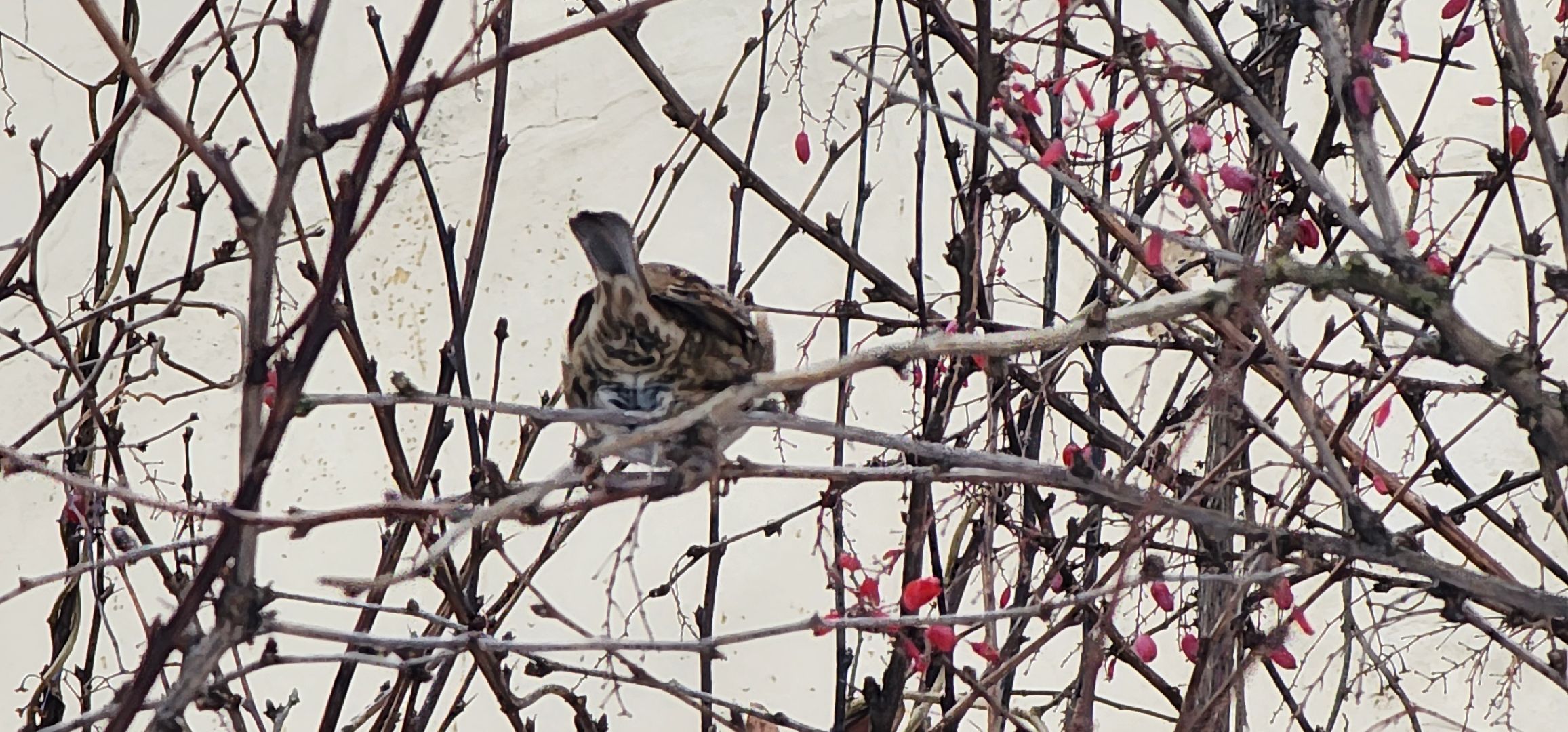 Коломна, птицы Подмосковья, кормление птиц,