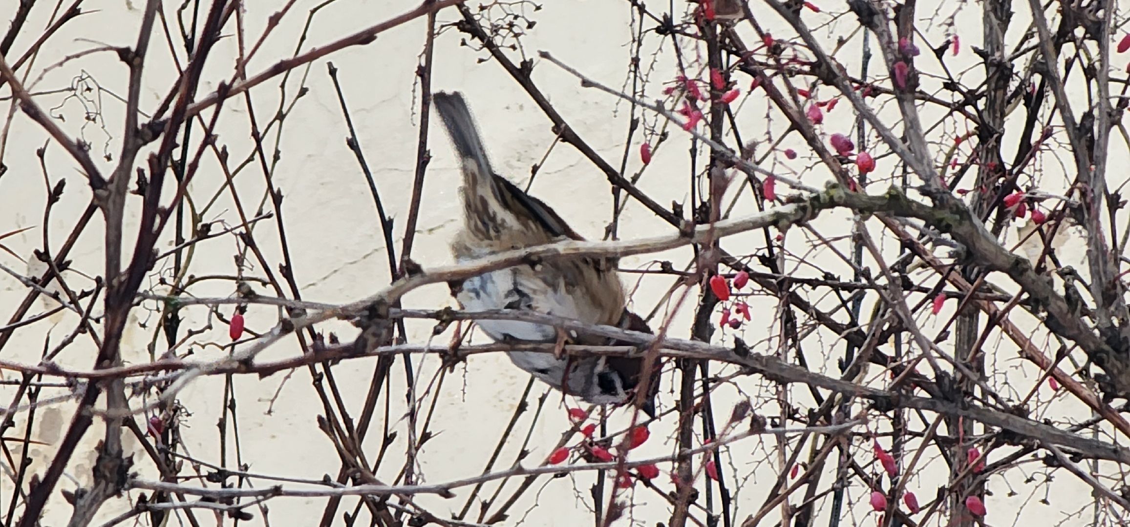 Коломна, птицы Подмосковья, кормление птиц,