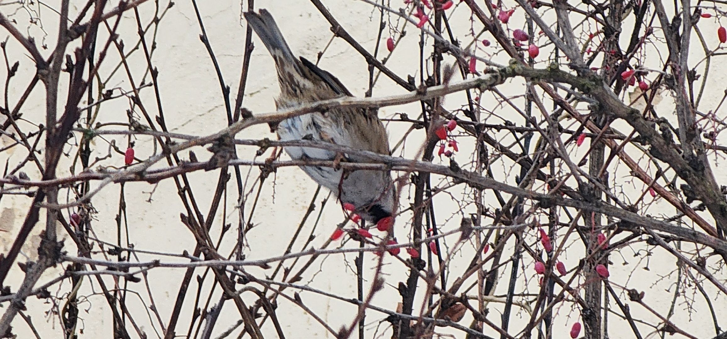 Коломна, птицы Подмосковья, кормление птиц,