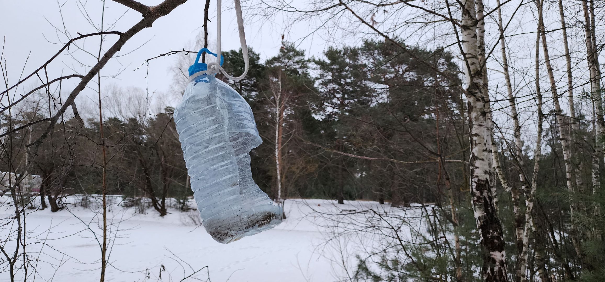 Коломна, птицы, кормление птиц, кормушка для птиц,