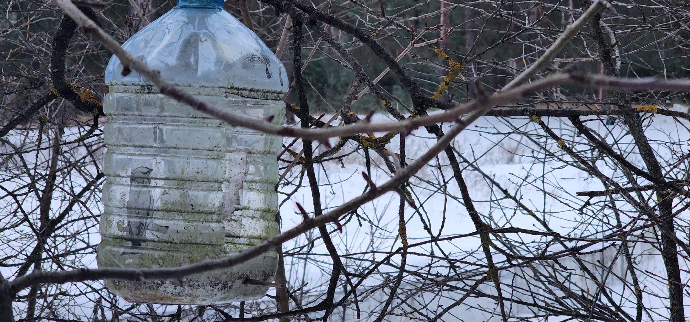 Коломна, птицы, кормление птиц, кормушка для птиц,