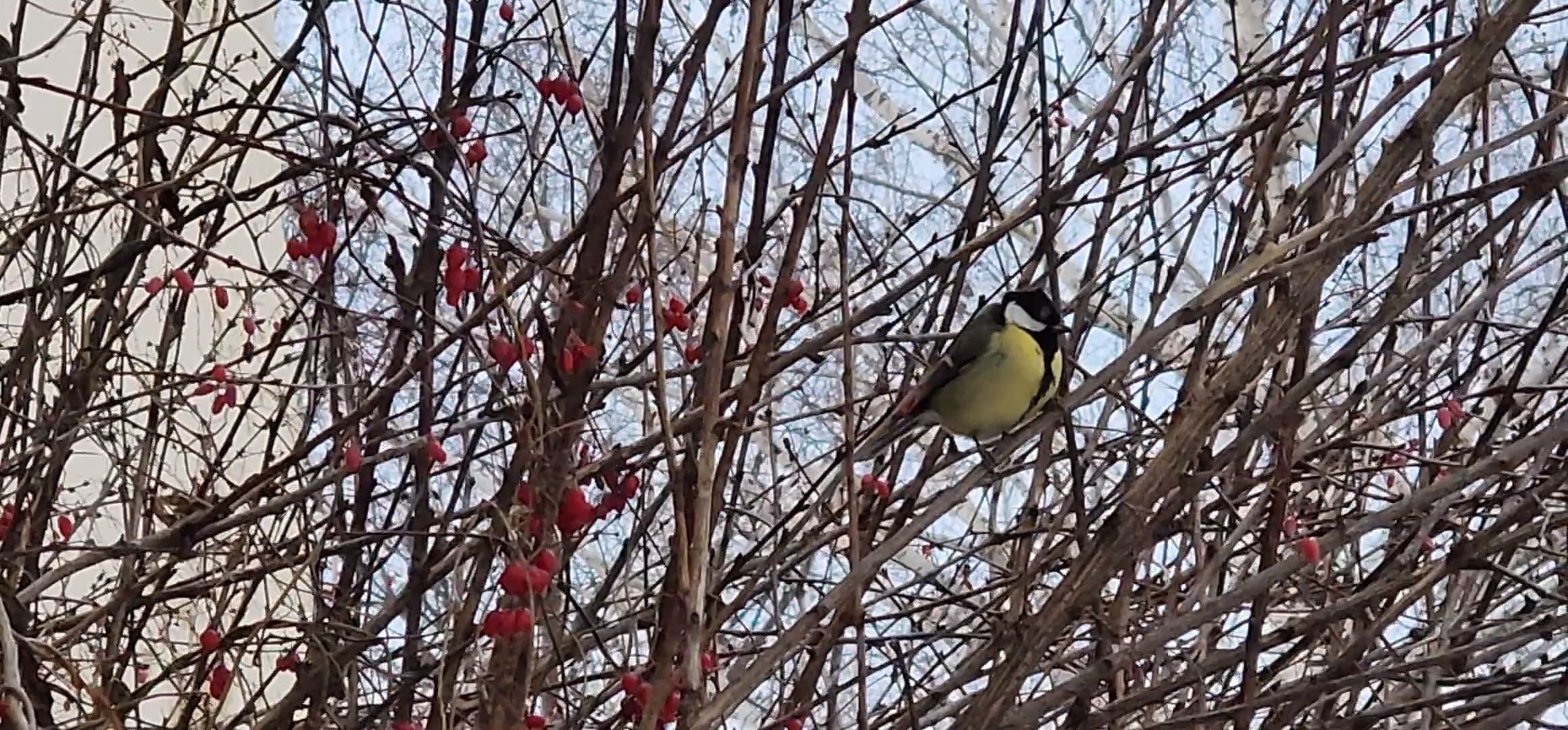 Коломна, птицы, кормление птиц, кормушка для птиц,