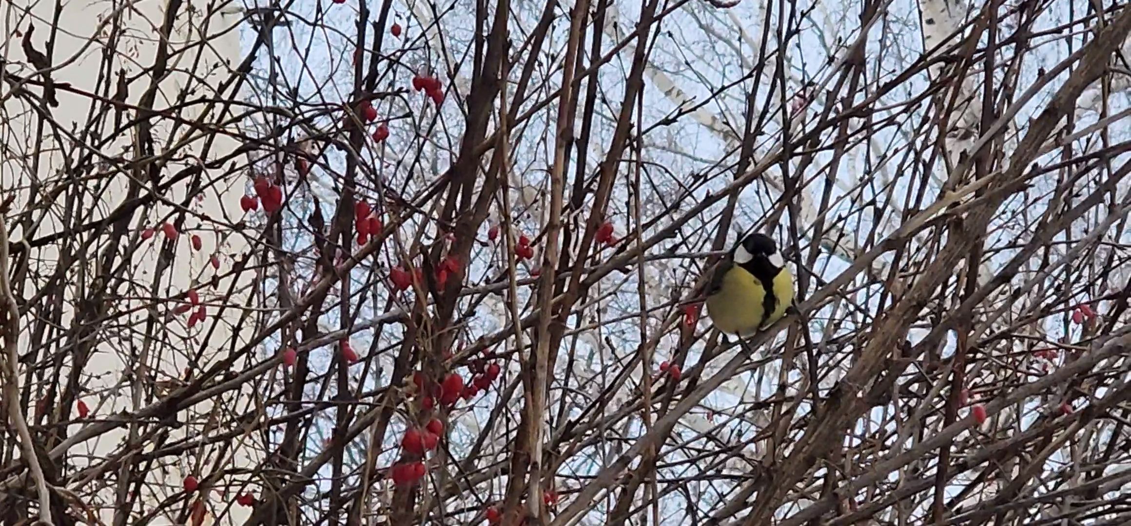 Коломна, птицы, кормление птиц, кормушка для птиц,