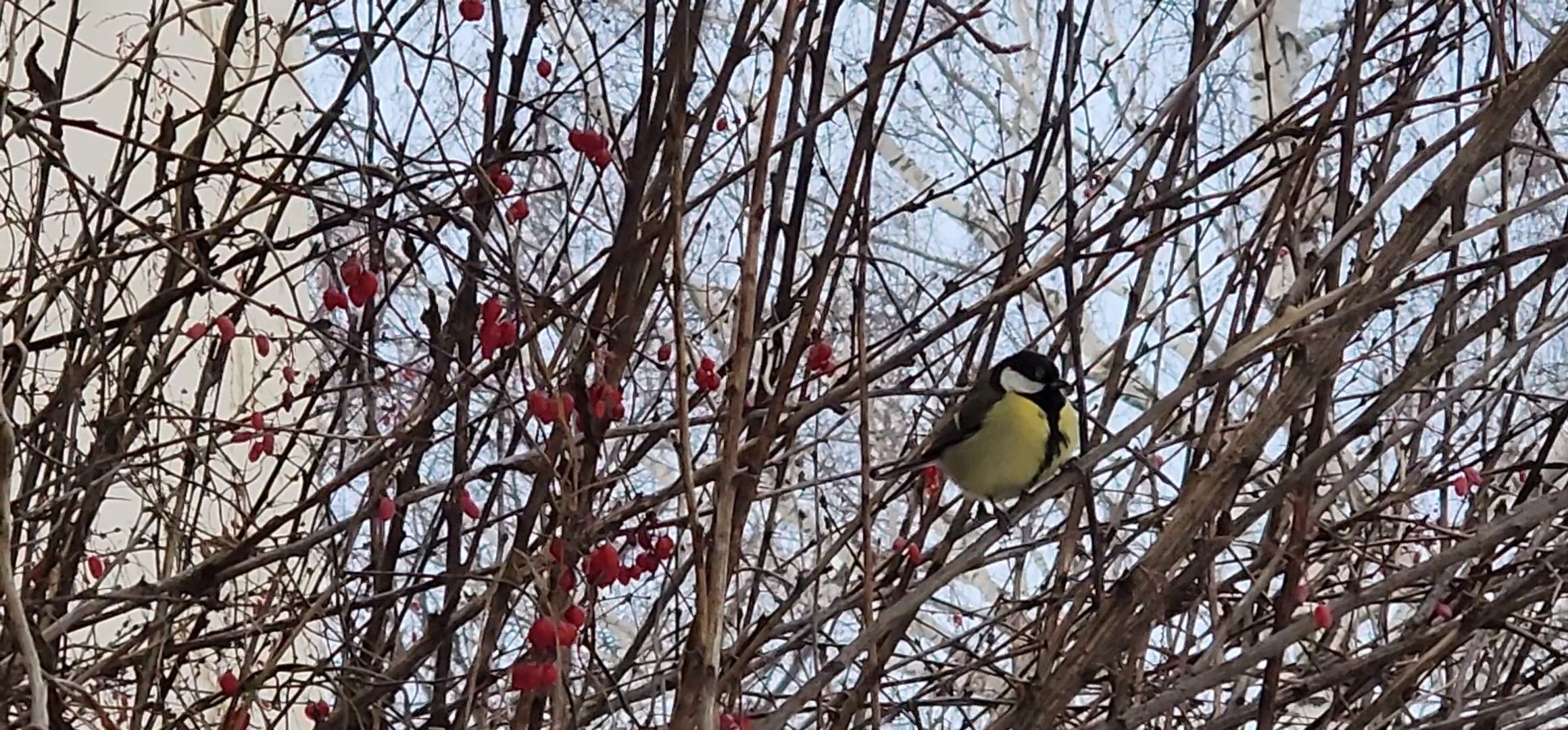 Коломна, птицы, кормление птиц, кормушка для птиц,