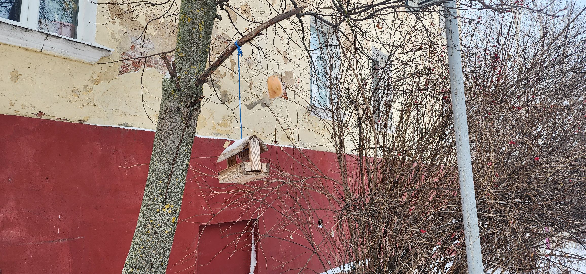 Коломна, птицы, кормление птиц, кормушка для птиц,