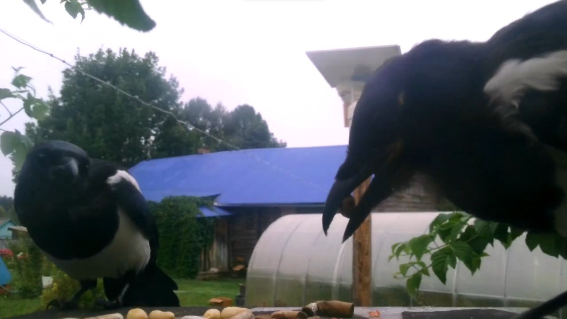 Реутов, изобретение, врановые, Родион Муцольгов, экология, премия,