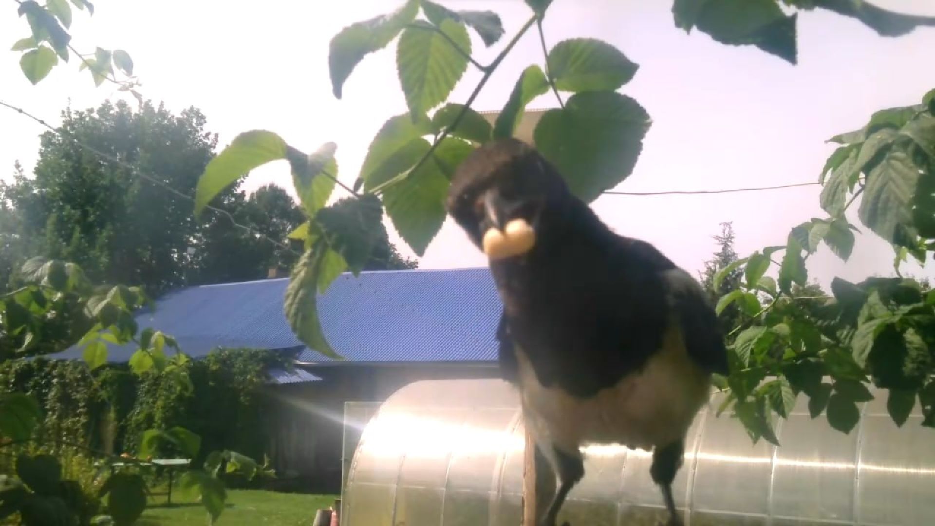 Реутов, изобретение, врановые, Родион Муцольгов, экология, премия,