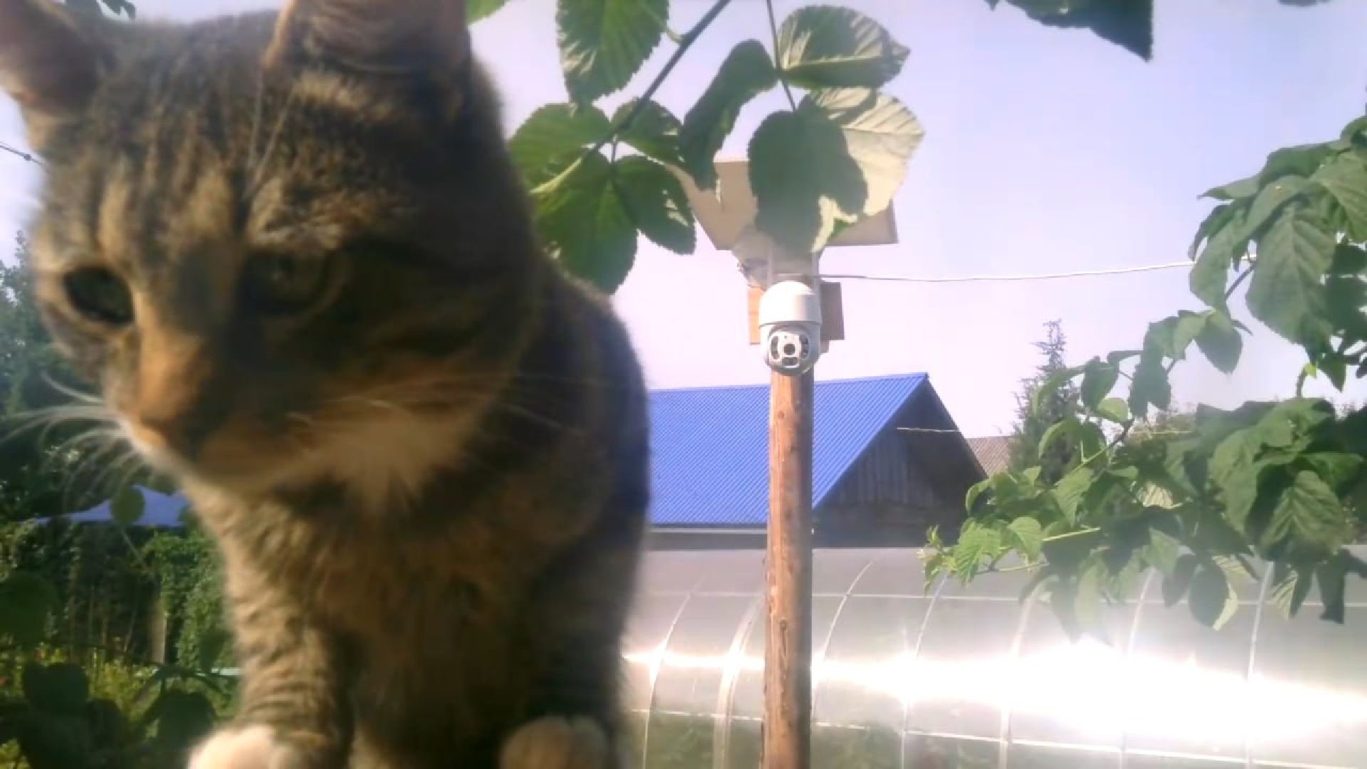 Реутов, изобретение, врановые, Родион Муцольгов, экология, премия,