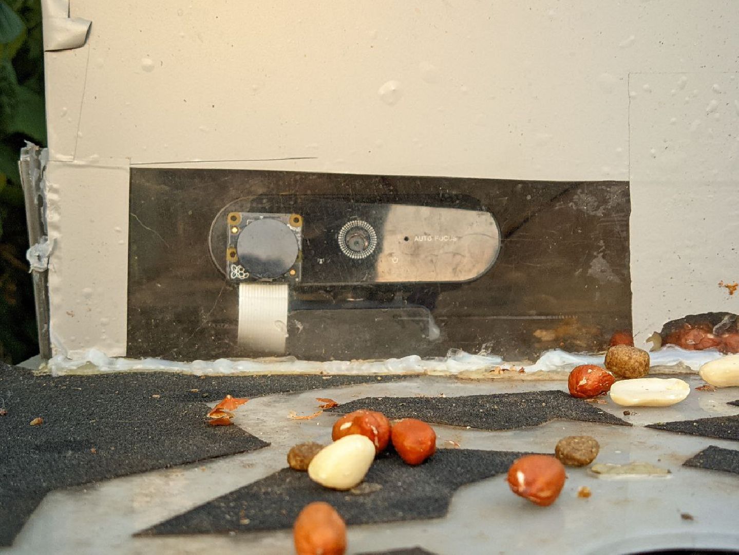 Реутов, изобретение, врановые, Родион Муцольгов, экология, премия,