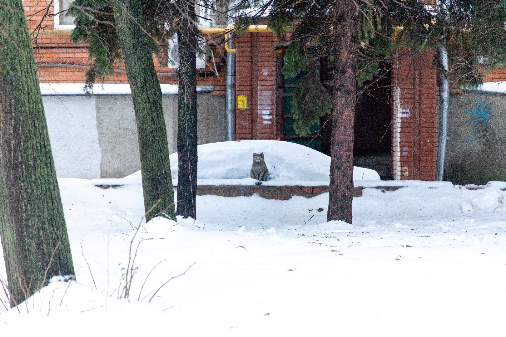 лыткарино, общество, кошка, скульптура, памятник,