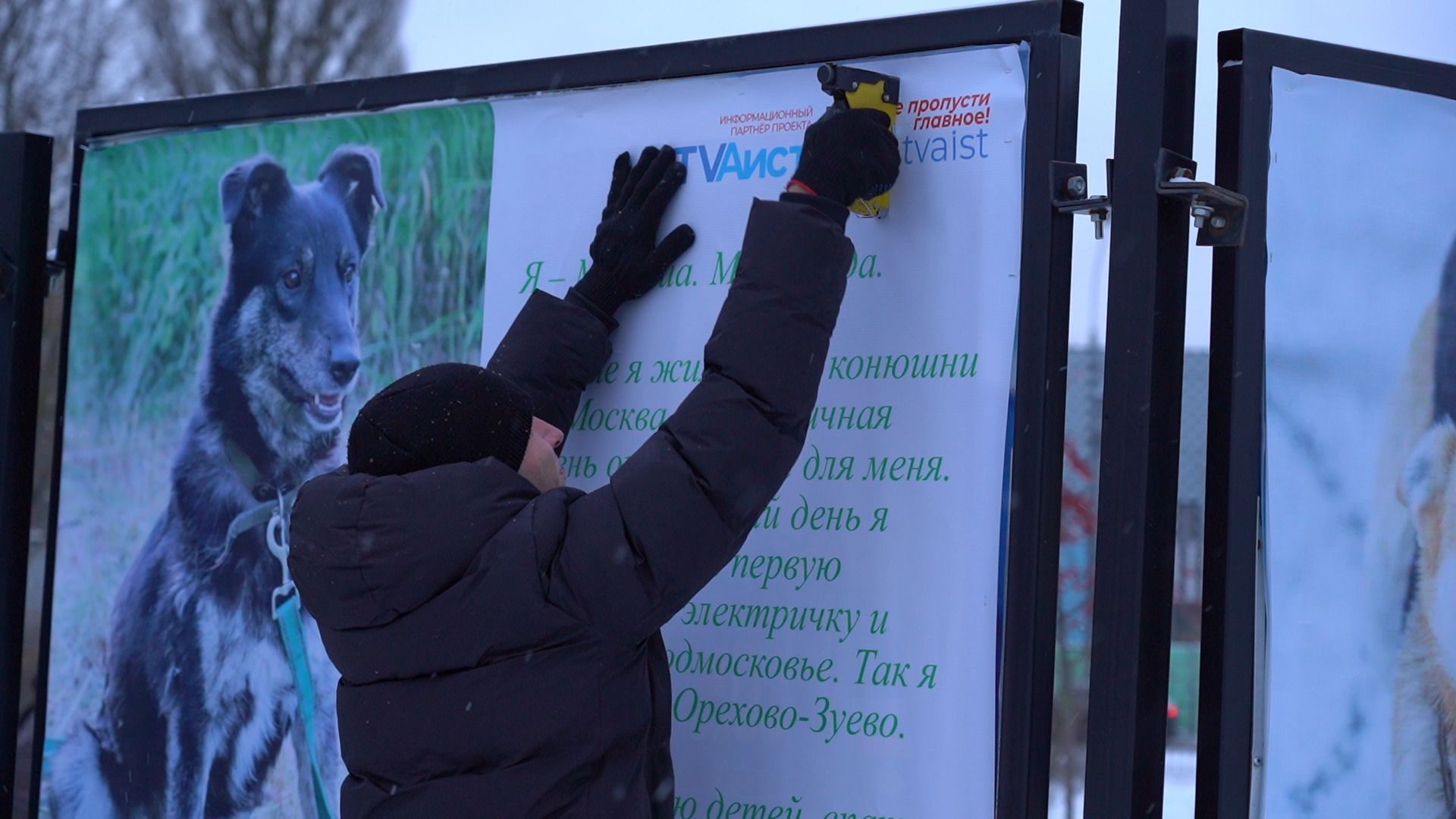 помощь животным, выставка, фотовыставка, фотопроект, парк победы, орехово-зуево, животные,